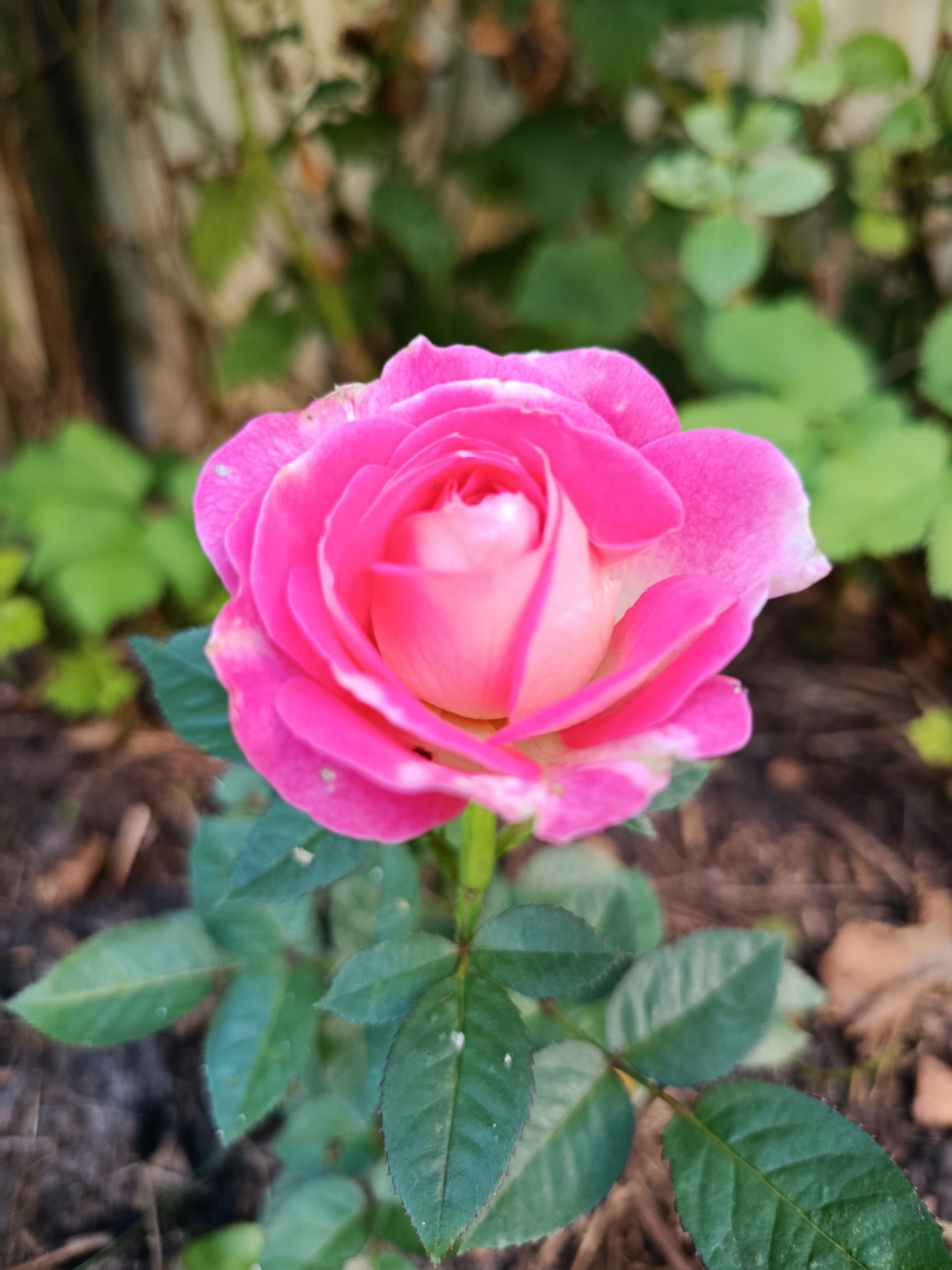 A close-up, vertical, eye-level shot captures a vibrant pink rose in bloom, set against a blurred background of green foliage and brown earth. The rose, the central subject, is partially open, revealing delicate, layered petals that transition from a deep pink on the outer edges to a lighter, creamier hue towards the center. The texture of the petals appears soft and velvety. Lush green leaves with serrated edges surround the base of the rose, some showing subtle water droplets or speckles. The ground beneath is a mix of dark soil and fallen leaves. The overall lighting suggests an outdoor setting, likely during daylight hours, with a natural, soft focus that emphasizes the rose's beauty. There are no people, animals, or man-made structures clearly visible in this focused natural scene, which could be located in a garden or park within the city of Verea, Russia.