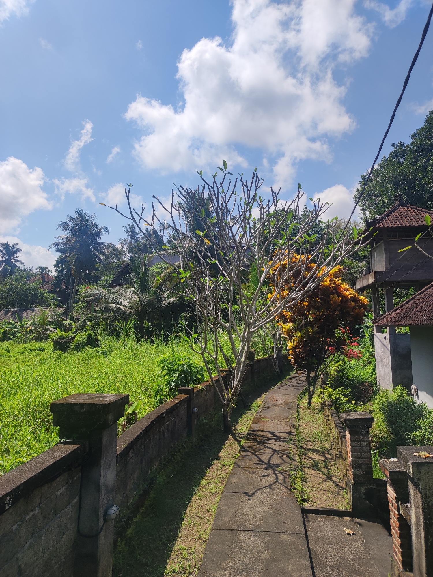The image depicts a narrow walkway in the Ubud District, Indonesia. The walkway is made of concrete slabs, slightly overgrown with grass and weeds. On either side of the walkway are low walls, one of concrete and one of brick. Beyond the walls, there is dense vegetation, including lush green grass, trees, and tropical plants. A distinctive bare-branched tree with sparse green shoots stands beside the walkway, casting shadows on the ground. To the right, a colorful shrub with yellow and orange leaves adds a vibrant touch. A building with a tiled roof is visible amidst the greenery to the right. The sky is blue with scattered white clouds. Overall, the scene is a mix of constructed path and dense, natural vegetation characteristic of the Ubud area.