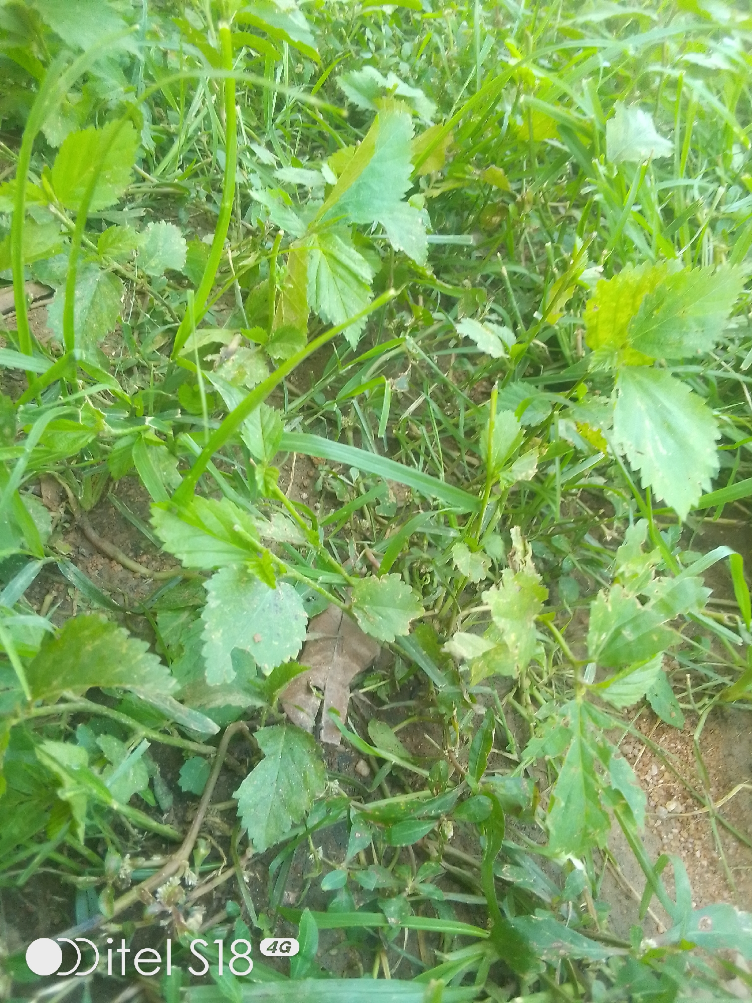This is a medium shot, ground-level photo of dense green vegetation, likely in a natural outdoor setting. The foliage is a mix of broad leaves and grass-like plants, with some dry, brown leaves scattered amongst the green. The ground beneath the plants appears to be soil, with some small pebbles or sand visible. The lighting suggests it is daytime, with natural sunlight illuminating the scene, creating a slightly washed-out appearance due to the bright conditions.
There are no people or animals visible in the image. The scene is one of natural growth and underbrush, typical of an undeveloped or uncultivated area. The focus is on the textures and shades of green and brown of the plants and soil.
At the bottom left of the image, there is a logo with white text: "itel S18 4G". This indicates the image was likely taken with an itel S18 4G mobile phone.
The overall impression is one of a close-up view of a wild, green area, possibly taken in Nigeria, specifically Barakin Akawo, as suggested by the location context. The image captures a moment of still nature, without any specific activity taking place.