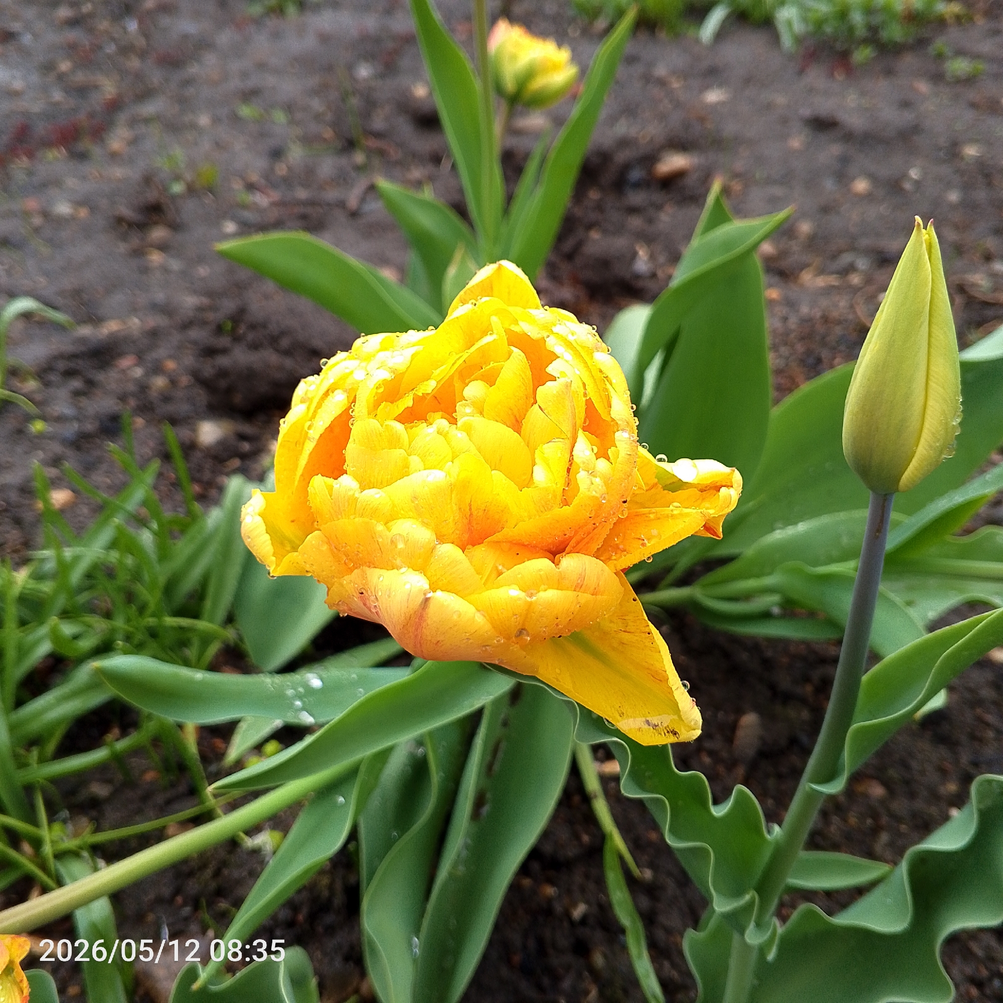 The image shows a close-up of a yellow tulip flower and an adjacent tulip bud. Water droplets are visible on the flower petals and bud. The flower has a multi-layered, ruffled petal structure. Behind the main flower and bud, other tulip plants are visible in the background, growing in dark soil. The leaves of the tulip plants are green. The timestamp "2026/05/12 08:35" is printed at the bottom left corner. No people are visible. The city of Chaikovsky, Russia, is not directly identifiable from the image.