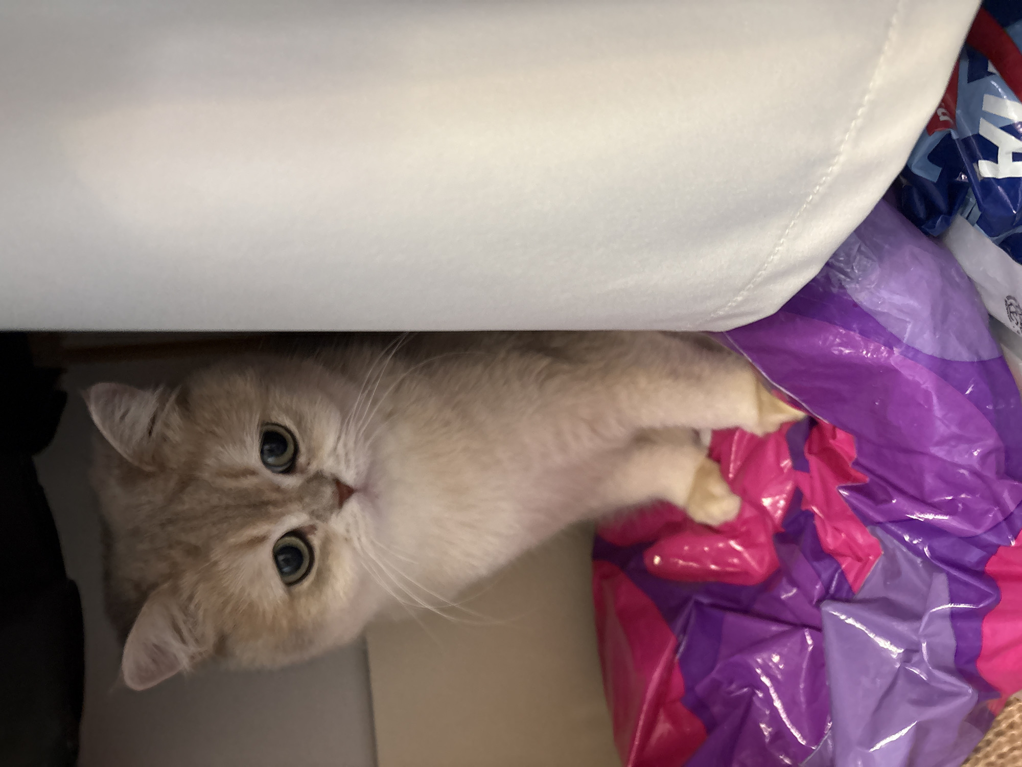 A light-colored cat with prominent blue-green eyes is captured in an indoor setting, looking directly up at the viewer. The cat, appearing to be a young domestic breed with fluffy, cream-colored fur, is peeking out from under a white upholstered surface, likely a sofa or bed frame. Its head is tilted slightly, conveying a curious and alert expression.
To the right of the cat, and partially obscuring its body, is a crumpled, glossy plastic bag in vibrant shades of purple and pink. Another plastic bag, blue and white with what appears to be fragmented white text or a logo, is visible behind the purple and pink bag, further in the background. The cat's paws are visible, resting near the colorful plastic bags.
The lighting is soft and diffused, suggesting an interior space without direct sunlight. The scene implies the cat is in a cozy, hidden spot, possibly playing or exploring. No specific outdoor elements are visible, and there are no discernible location cues within the image itself to suggest Chaikovsky, Russia, other than the provided context. The visible text on the blue and white bag is too indistinct to be deciphered.
