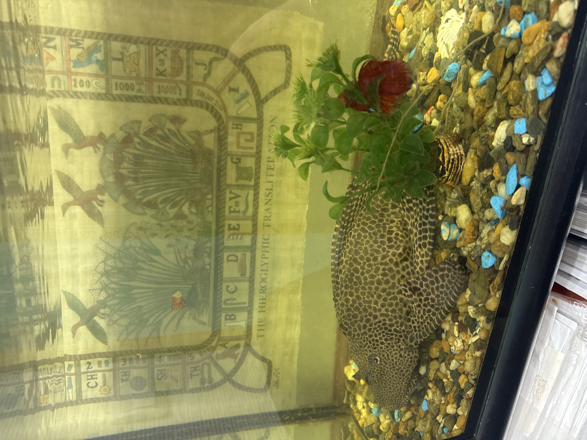 This is an image of an aquarium. In the aquarium, there is a large plecostomus fish resting on a bed of colorful gravel. Next to the fish is a small artificial plant with green leaves and a red betta fish peeking out from behind it. The background of the aquarium is a mural depicting Egyptian hieroglyphs and imagery. There is no indication of the location in the city of Chaikovsky, Russia.