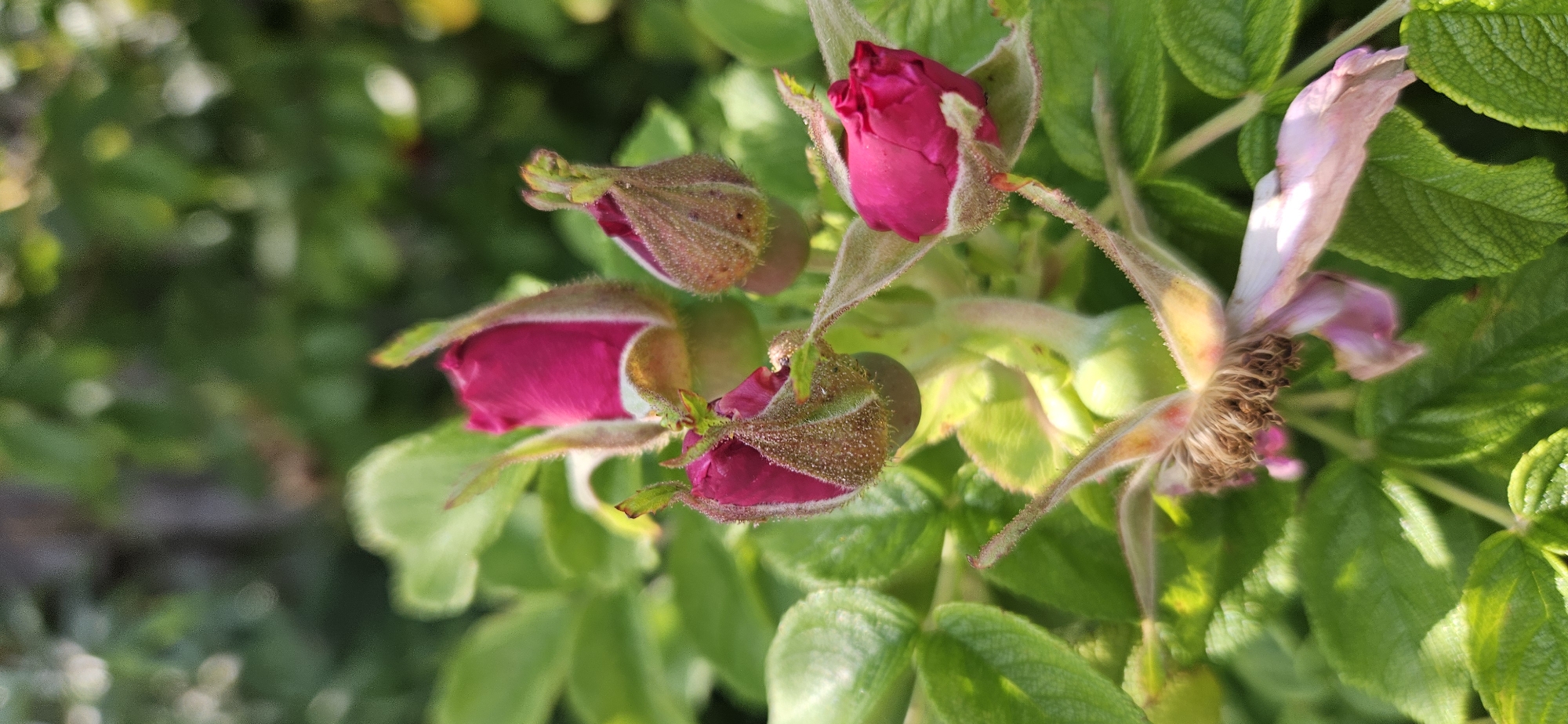 A cluster of several dark pink rosebuds, some partially opened, are in focus against a blurred green leafy background. The rosebuds are covered in fine hairs and some are beginning to show hints of white petals at their tips. One spent, pale pink rose petal is visible in the foreground, appearing wilted and detached. The scene is outdoors, likely in a garden or natural setting within Мазалаўскі сельскі Савет, Belarus. The lighting suggests it is daytime, with sunlight dappling through the foliage. No people are present in the image.