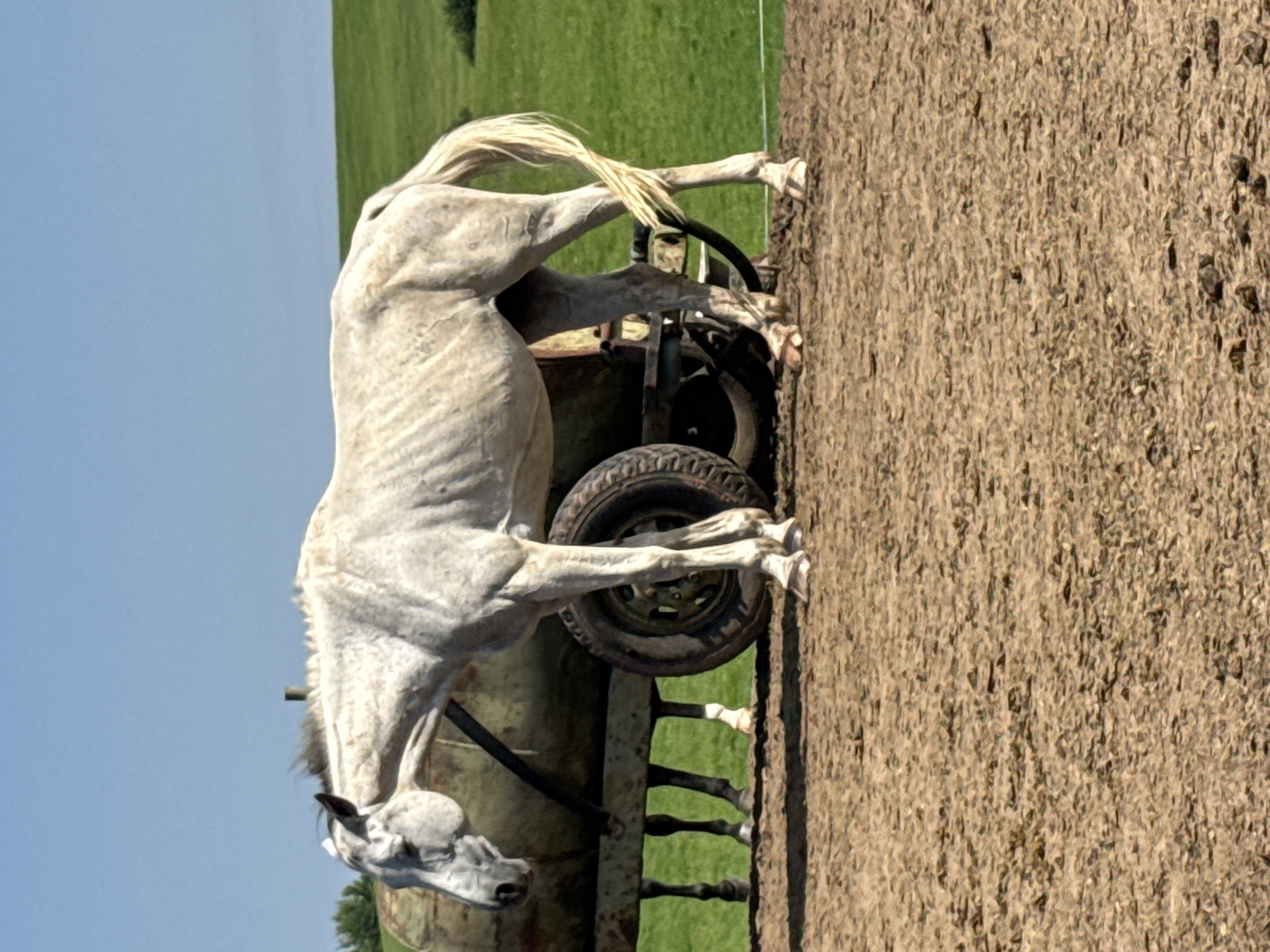 A dappled grey horse stands next to a water tank on a dirt surface. The horse is thin, with visible ribs. It is facing left, with its head lowered and grazing. Behind the horse, partially obscured, is another horse. The water tank is on wheels, with one tire visible. In the background, there is a green grassy field and a clear blue sky. The scene appears to be outdoors, in a rural or agricultural setting. The image was captured in or near Galinė, Lithuania.
