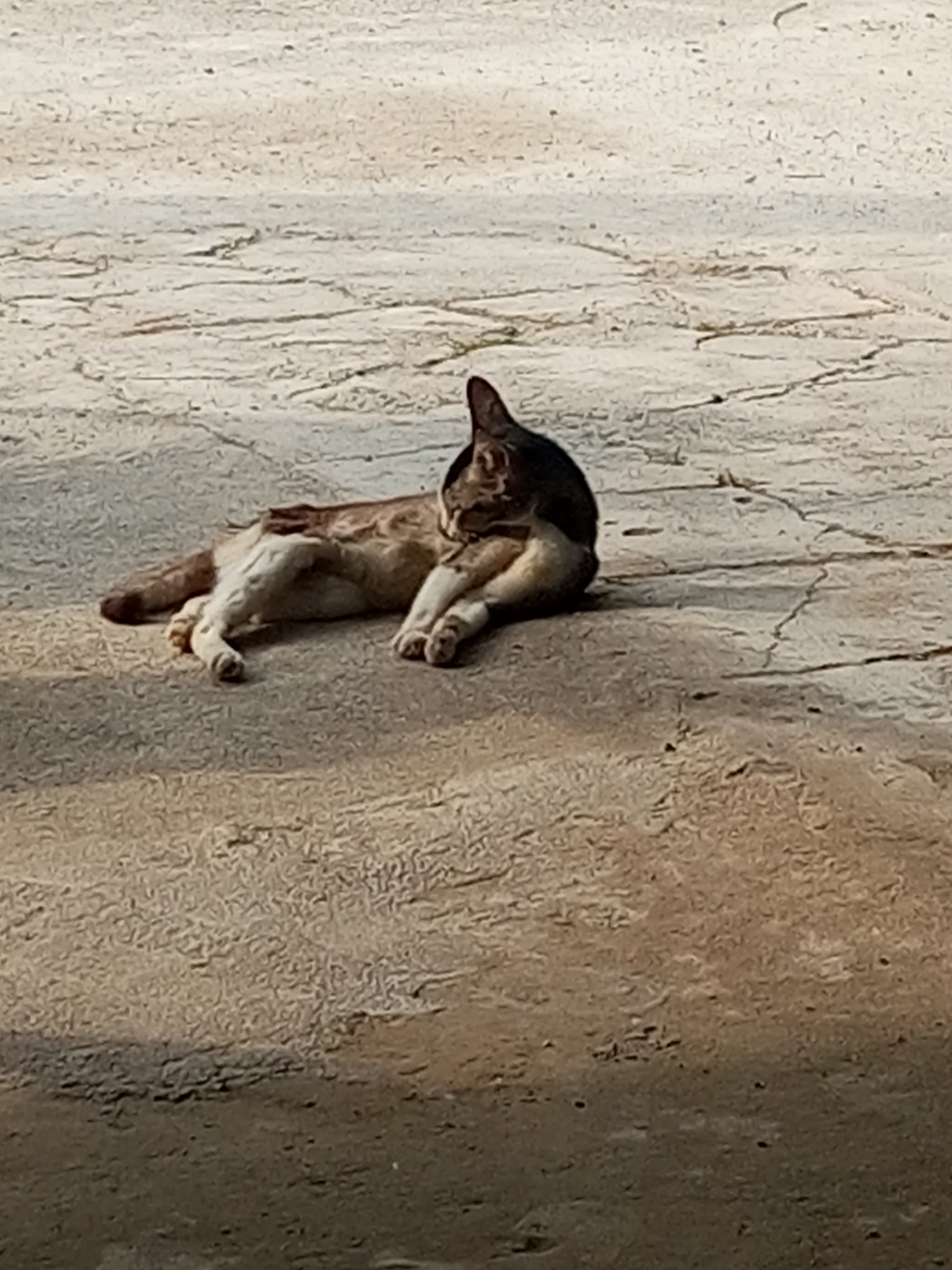 An adult cat lies sprawled on a textured, cracked, outdoor surface, possibly concrete or stone paving, under dappled sunlight. The cat has tabby markings, with a light brown and gray coat, and its body is elongated as it rests on its side. One of its front paws is tucked beneath its head, and its back legs are stretched out. The background is a continuation of the same rough, patterned ground, suggesting it is an open area in a city. The image is taken from a medium-height perspective. Given the context of Lhokseumawe, Indonesia, this scene is likely a common sight in urban areas, where stray or domestic cats often seek out warm, sunlit spots to relax.