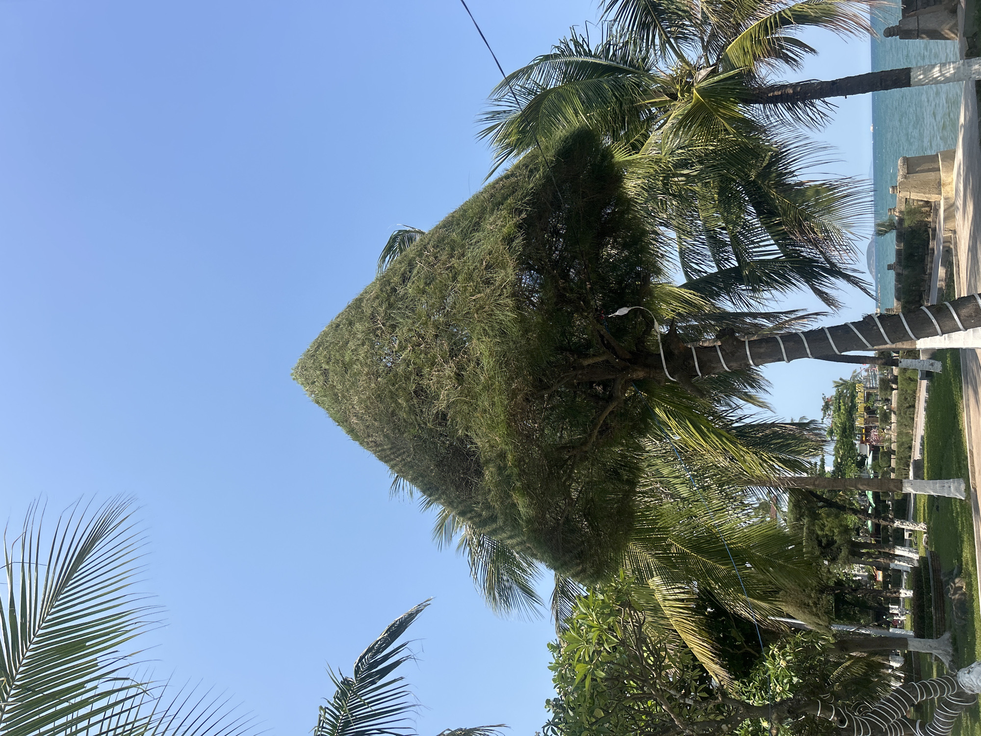 The image shows a palm tree with a squared-off crown in Nha Trang, Vietnam. The trunk of the tree is painted white. The sky is clear and blue. Other palm trees are visible in the background, along with the ocean. A line of trees with white painted trunks lines a path, suggestive of a park or public space.