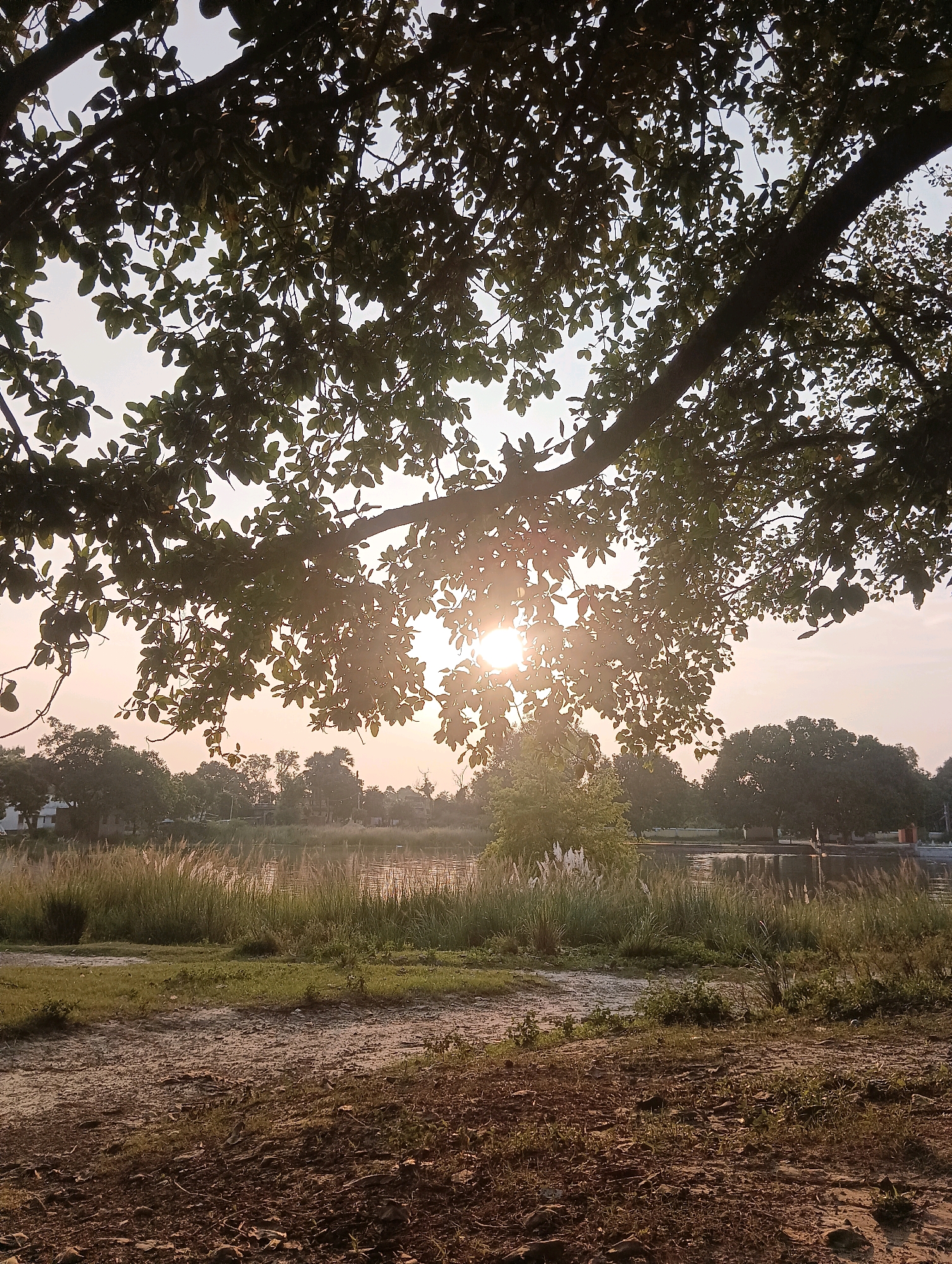 The image captures a natural landscape scene in the city of Tilkar, India. The foreground is dominated by rough, dirt-covered ground with scattered vegetation. A large tree with dense foliage extends from the top of the frame, its branches partially obscuring the sky and the distant elements of the scene. The sun is visible through the leaves, creating a soft, diffused light and lens flare.
Beyond the foreground, there is a body of water, likely a lake or pond, with calm surface reflecting the sky and surrounding trees. Tall grasses and reeds grow along the edge of the water. In the background, a line of trees forms a natural boundary, with glimpses of buildings and structures suggesting a human settlement. The sky is hazy with a soft gradient from light at the horizon to brighter at the top. The overall atmosphere is tranquil and serene, indicative of a rural or park-like setting during daylight hours, likely early morning or late afternoon due to the quality of light. No people are visible in the frame.