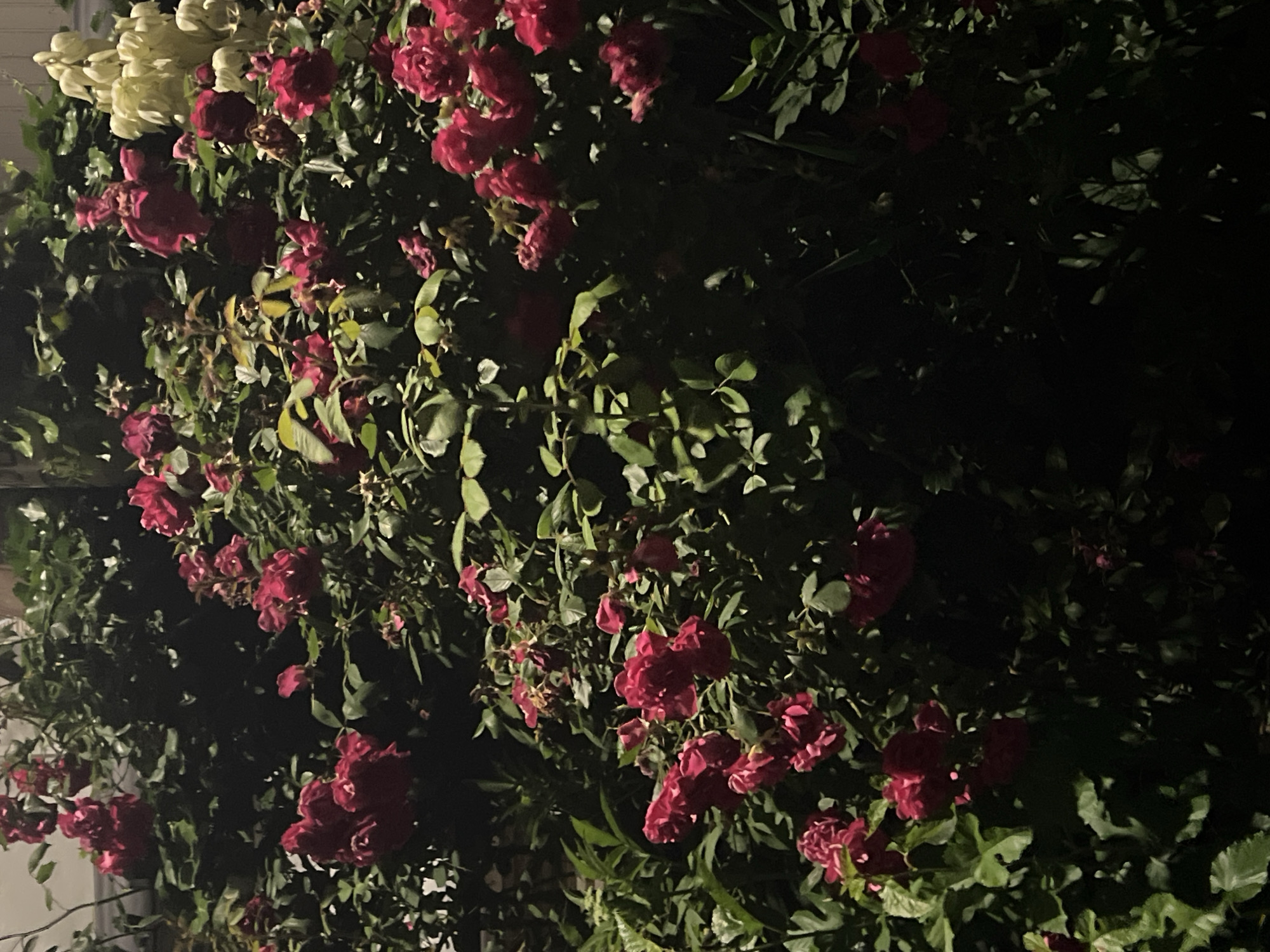 The image shows a dense bush with numerous red roses in bloom, interspersed with green foliage. The lighting suggests it is nighttime or a heavily shaded area, creating deep shadows. In the upper right portion of the image, a cluster of white flowers, possibly yucca or lilies, is visible. There are no people or animals present in the scene. The environment appears to be a garden or natural shrubbery. The location is identified as being in the city of Sinemorets, Bulgaria.