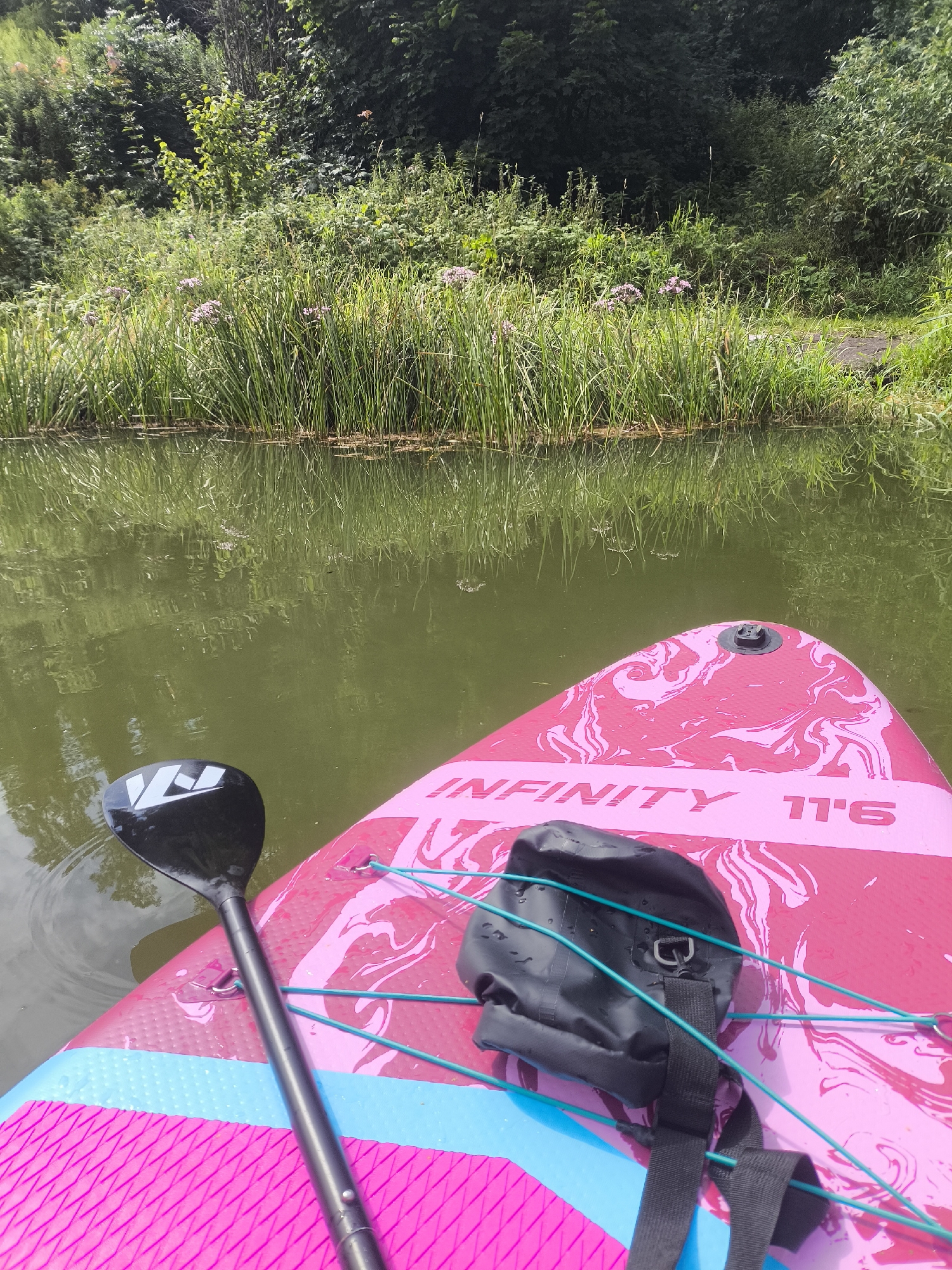 The image shows a stand-up paddleboard on a body of water. The paddleboard is bright pink with a swirling pattern and the text "INFINITY 11'6". A black paddle is partially submerged in the water to the left of the board, and a small black bag is attached to the front of the paddleboard. The water is green and reflects the surrounding lush vegetation, which includes tall grasses and trees. In the background, dense green foliage lines the edge of the water. The scene appears to be a peaceful outdoor environment. There is no visible indication of the city of Kaliningrad, Russia.
