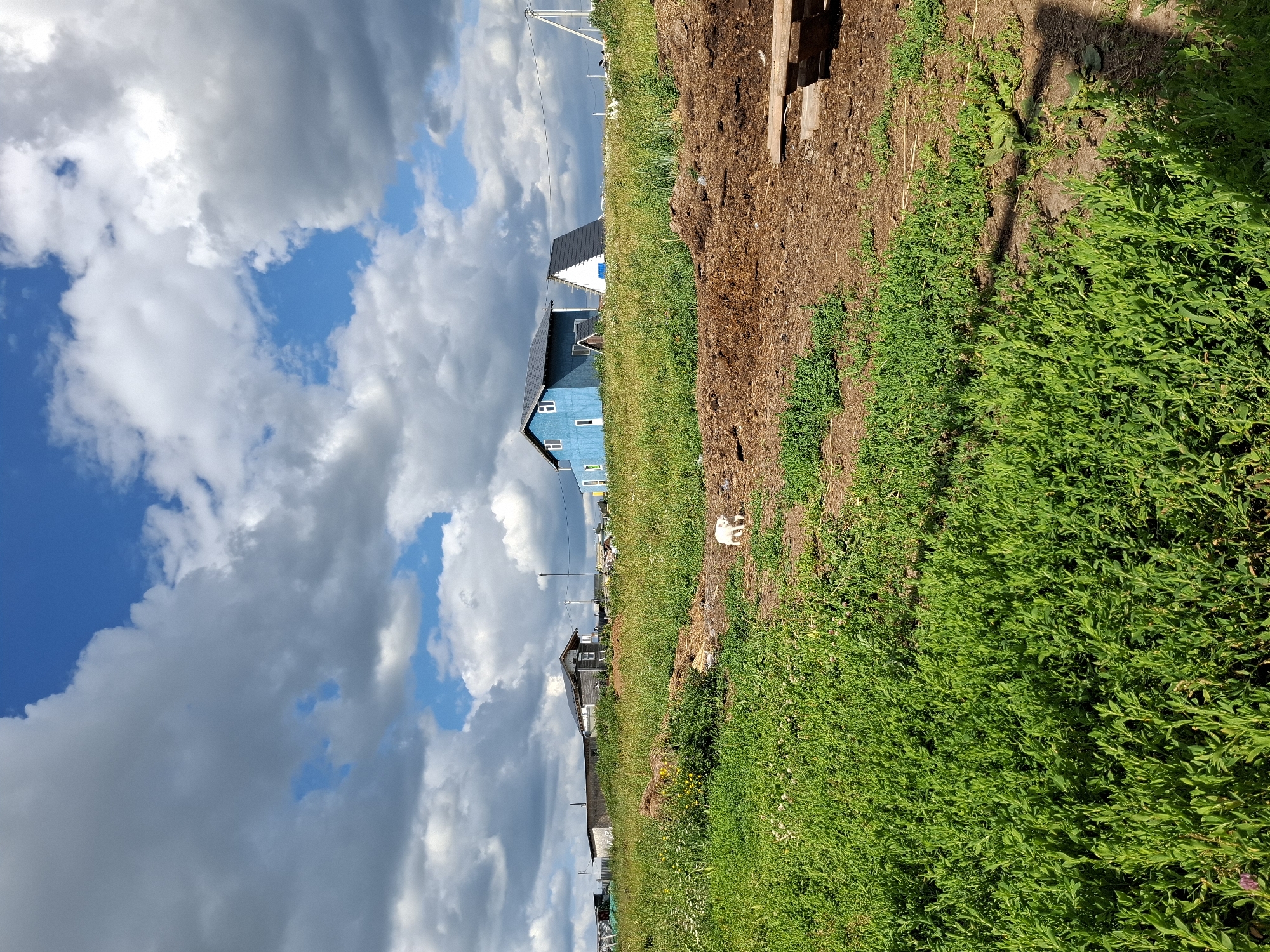 The image depicts a rural scene in Косяково, Russia, under a partly cloudy sky. The camera is oriented vertically, capturing a landscape that stretches from lush green vegetation in the foreground to a row of houses in the midground, and finally to a cloudy sky above. The foreground is dominated by dense, vibrant green grass, suggesting a summer day. A dirt path or cleared area runs alongside the grass, with some loose soil and debris.
In the midground, several houses are visible. One prominent house is painted bright blue with a dark roof and white window frames. Behind it, a smaller house with a white facade and a dark, angled roof is partially visible. Further down the row, other structures with darker exteriors can be seen, suggesting a small settlement or a street of houses. Some power lines and poles are also present in the background, indicating the presence of infrastructure.
A small white object, possibly a cat or a piece of litter, is situated on the dirt area between the grass and the houses. The lighting suggests it is daytime, likely midday or early afternoon, with the sun illuminating the scene from above and to the right, casting some shadows. The clouds are a mix of bright white and darker grey, indicating a dynamic weather pattern. The overall impression is one of a quiet, lived-in rural environment on a day with changeable weather. No text is visible in the image.