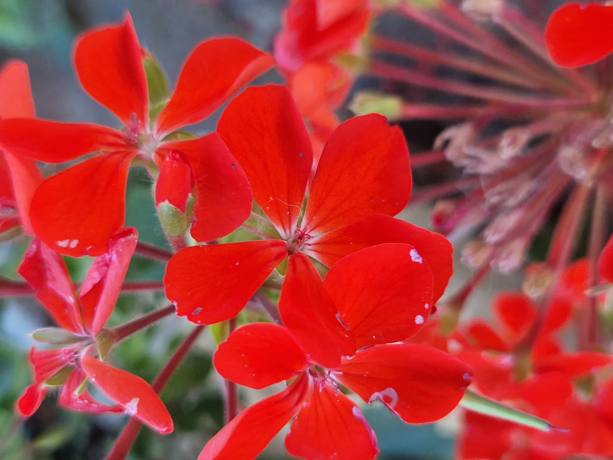 The image shows a close-up of several bright red geranium flowers. The flowers are in focus in the foreground, with their delicate petals and slender stems clearly visible. Some of the petals have small white speckles. In the background, more red flowers and green foliage are visible, out of focus. The lighting suggests it is daytime. There are no people or animals in the image. The scene appears to be a garden or a natural setting. The location is specified as Dolni Pasarel, Bulgaria.