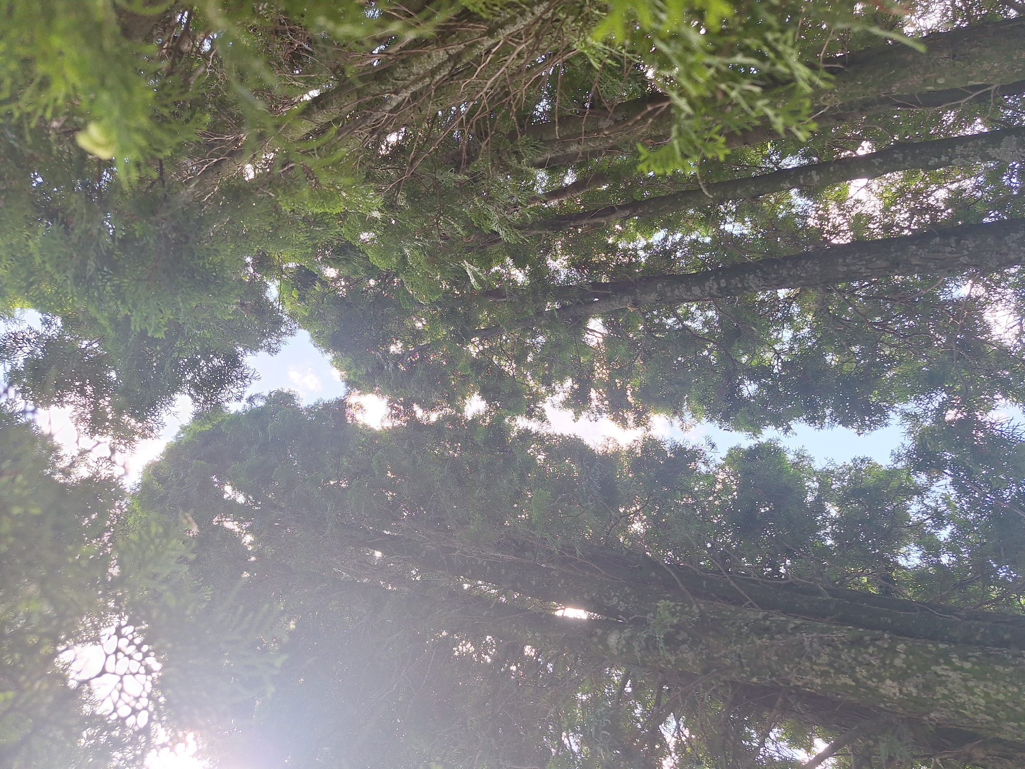 A low-angle, wide shot captures a dense canopy of evergreen trees against a bright, hazy sky. Sunlight filters through the branches and foliage, creating a lens flare on the left side of the image and illuminating the sky in patches. The trunks of several trees are visible, their bark textured and partially covered in lichen or moss. The branches and needles of the trees dominate the frame, creating a sense of being enveloped by nature. The scene appears to be an outdoor environment, possibly a forest or park, within the Блеўчыцкі сельскі Савет, Belarus. No people or animals are present in the image, and no specific actions or interactions are depicted.