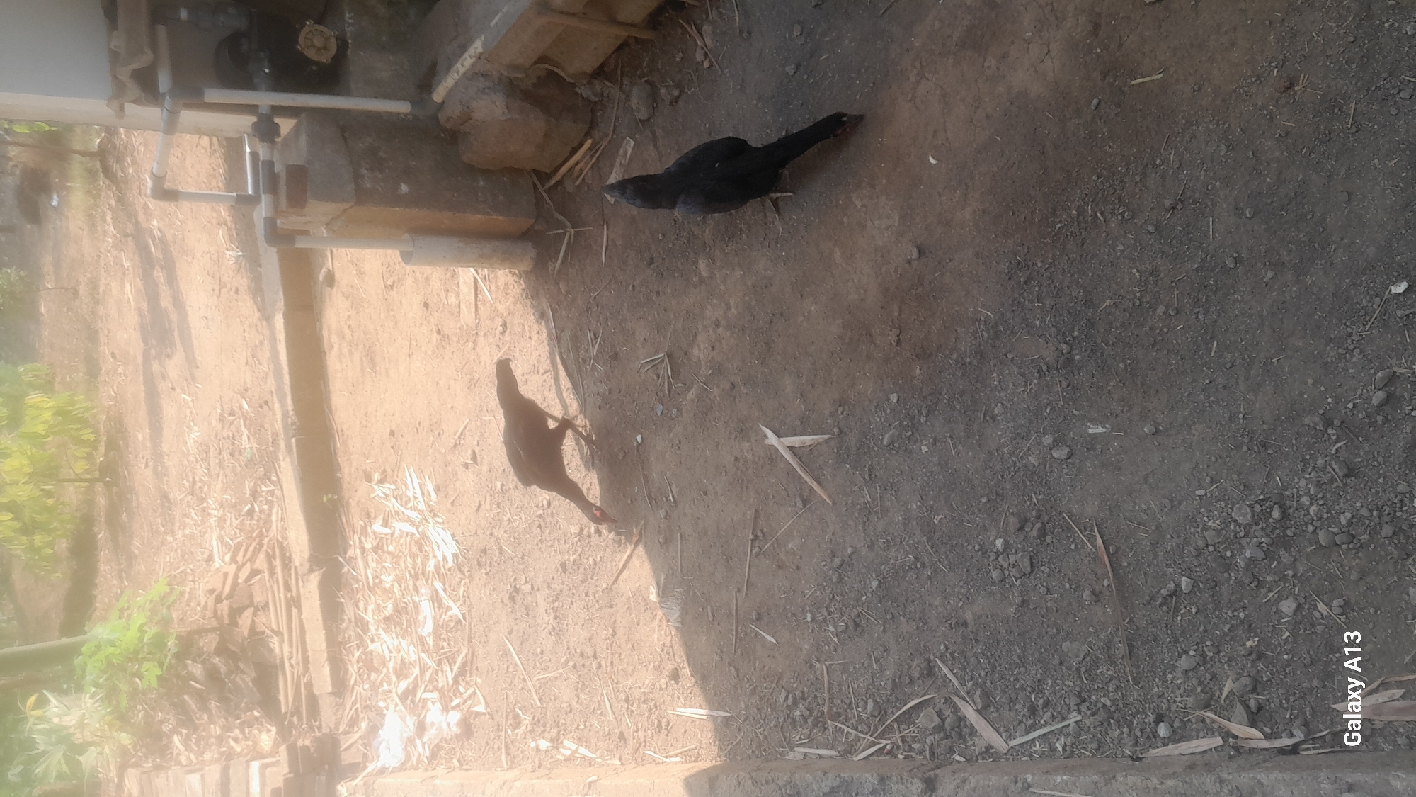 The image depicts an outdoor scene in Hadipolo, Indonesia, with two chickens on a dirt ground. One chicken, mostly dark with some reddish hues on its head, is positioned on the right side of the frame, facing downwards. The other chicken, located to the left and slightly further back, is also dark and appears to be foraging or pecking at the ground. The environment is rural, characterized by dry earth, scattered dry leaves or straw, and some debris. In the background, there is foliage, possibly trees or bushes, and a structure with pipes and concrete blocks. The lighting suggests it is daytime, with shadows cast on the ground. A watermark "Galaxy A13" is visible in the lower left corner.