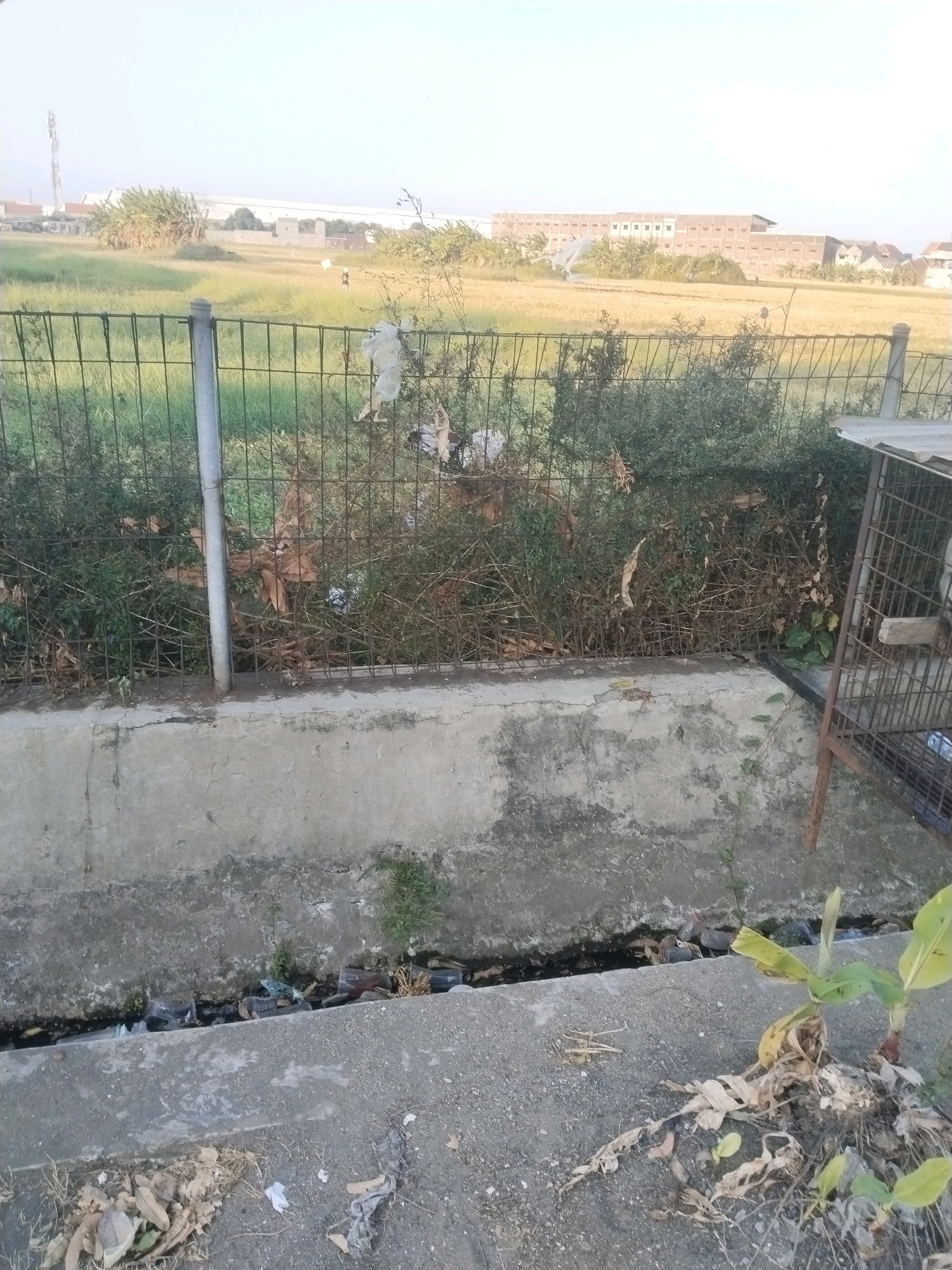 The image depicts an outdoor scene near a paddy field, likely in Pepelegi, Indonesia. In the foreground, a concrete drainage ditch is visible, containing some debris. To the right of the ditch, a small banana plant is growing. Behind the ditch, a fence separates the immediate area from a field of dry grass or crops. In the background, a long, multi-story building with numerous windows is visible, along with some scattered trees. A cell tower can be seen in the far distance. The overall environment appears to be rural or semi-rural, with a combination of natural elements and man-made structures. There are no people visible in the image.