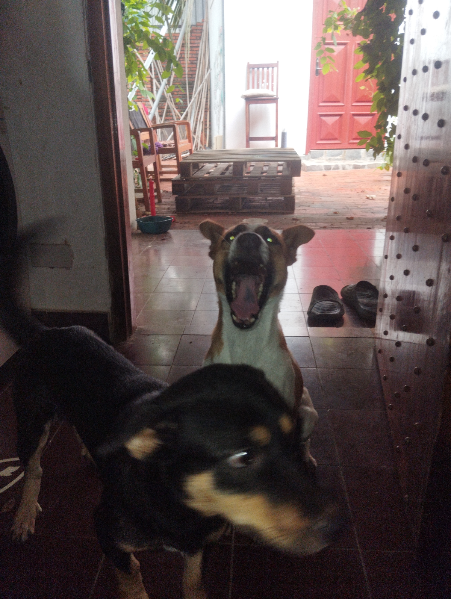 The image captures an indoor scene in Mũi Né, Vietnam, where two dogs are the central subjects. The foreground features a black and tan dog with motion blur, suggesting movement towards the camera. Behind it stands a tan and white dog with its mouth wide open, possibly barking or yawning.
The background reveals an outdoor area with a red door and various pieces of furniture, including wooden chairs and a pallet-like structure. A pair of black sandals rests on the tiled floor between the dogs and the outdoor space. The environment appears to be a residential or commercial space with a transition between an interior and an exterior area.