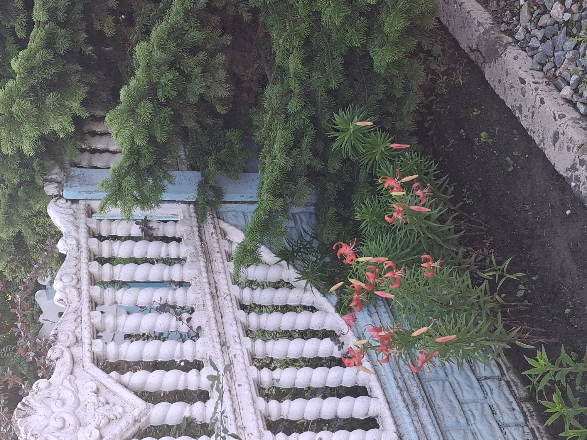 The image shows a close-up view of a garden in Novosibirsk, Russia, with a decorative white fence in the foreground. The fence is made of concrete balusters with twisted designs and a decorative top railing. Behind the fence, a large green evergreen tree dominates the right side of the frame. In front of the tree and fence, a cluster of red lilies are in bloom, with their distinctive spotted petals. The ground is covered in dark soil and small pebbles. The overall impression is of a well-maintained private garden.