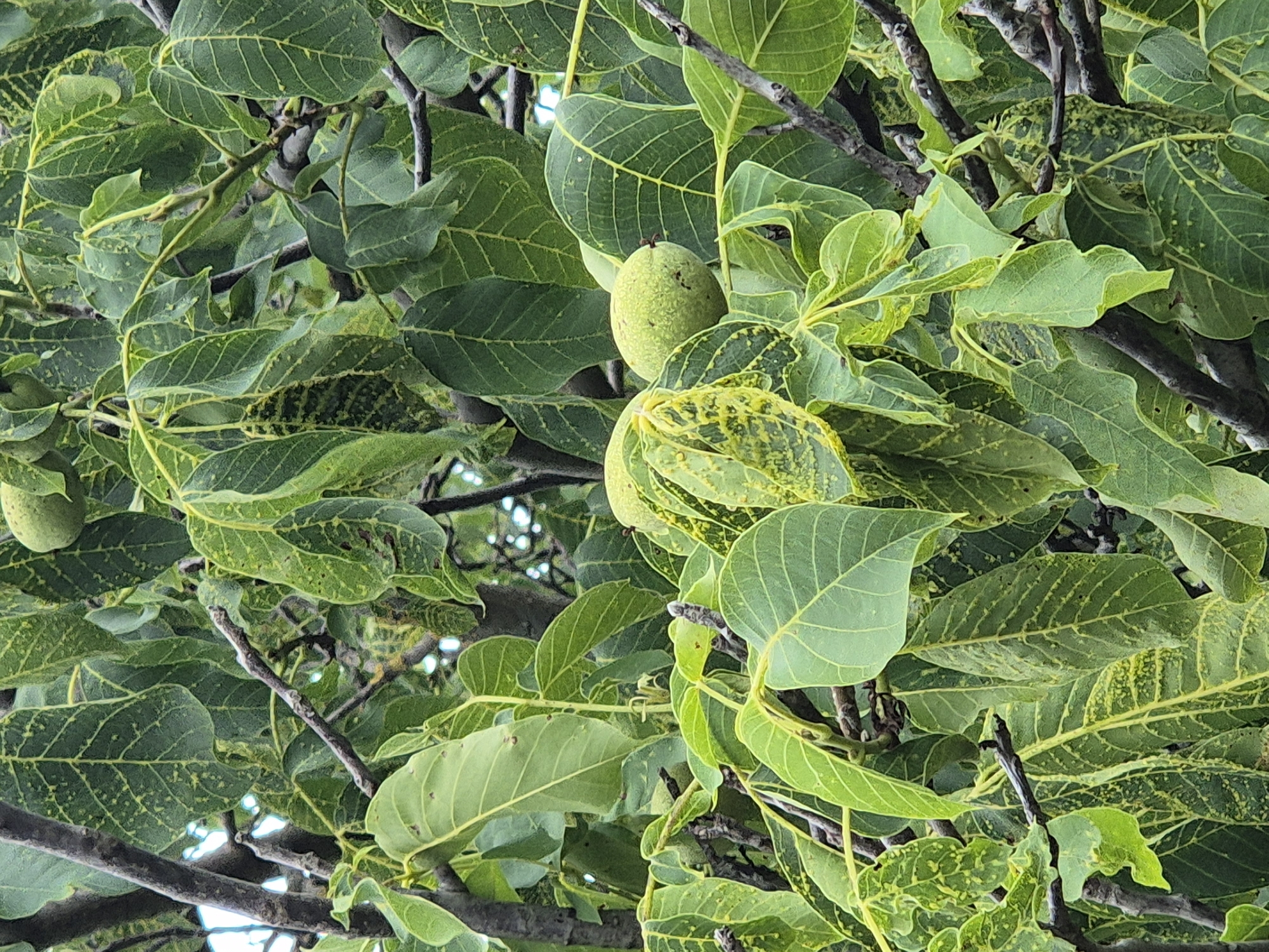 The image shows a close-up view of a walnut tree with green walnuts and leaves. The leaves exhibit yellowing and spotting, indicative of a possible pest infestation or disease. The tree branches are visible, some with a rough, dark bark. The scene is set outdoors, amidst foliage. There are no people or animals present. The image location is identified as Sozonivka, Ukraine.