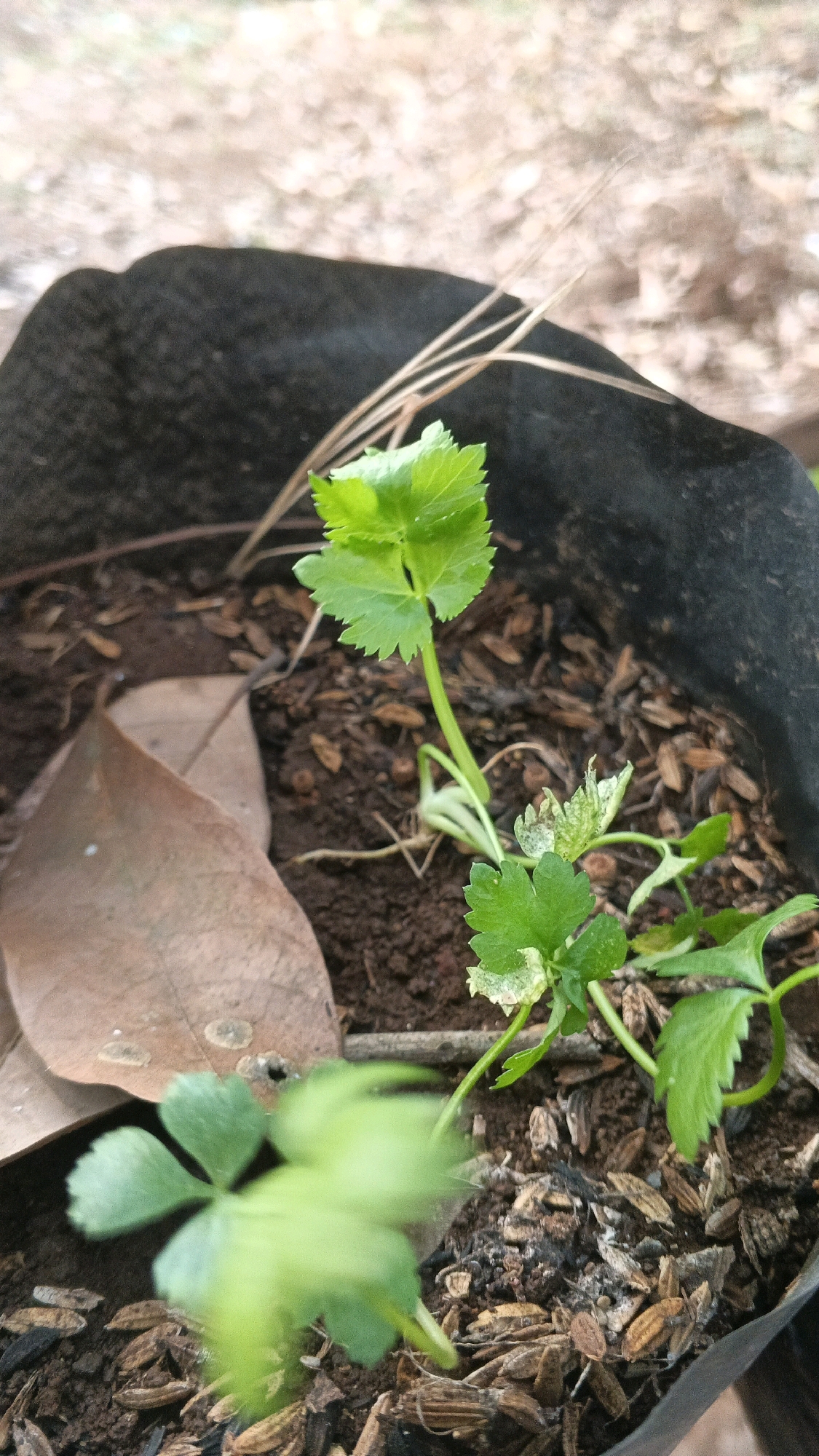 A close-up, vertical shot focuses on a young celery plant growing in dark soil within a black fabric pot. The plant has vibrant green leaves with serrated edges. In the foreground, a blur of another green plant is visible. A large, dry brown leaf lies to the left of the celery plant. The soil is a mix of dark earth and wood chips, with some scattered dried plant matter. Thin, dry grass-like stems extend from the upper right into the background, which is out of focus and appears to be a light brown, earthy surface. The scene is set outdoors in Karangjati, Indonesia.