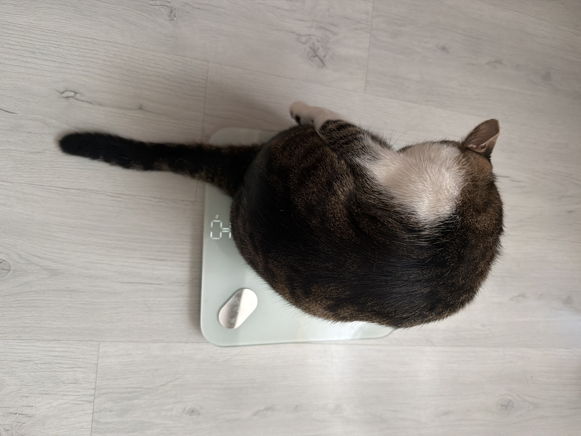 A brown and white cat with its tail raised is standing on a digital scale, which is resting on a light-colored, wood-grained floor. The scale displays the number "5.2". The scene is indoors, and there is no indication of the specific location within İzmir, Turkey.