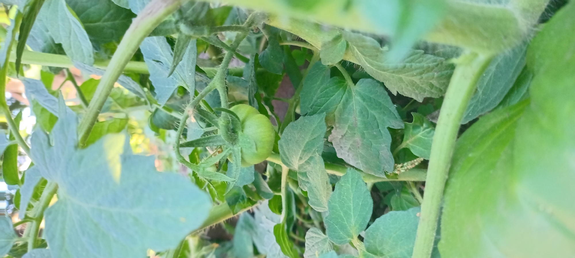 A close-up, eye-level shot captures a small, green, unripe tomato fruit on a vine. The tomato is surrounded by lush green leaves and stems of the plant, which appear slightly fuzzy. The background is a blur of green foliage and hints of sunlight. The image is taken outdoors, suggesting a garden or natural setting. The focus is sharp on the tomato and the immediate surrounding plant parts, with the background softly blurred. The lighting suggests it is daytime, possibly morning or late afternoon given the soft light. No people or any other objects are visible in the frame.