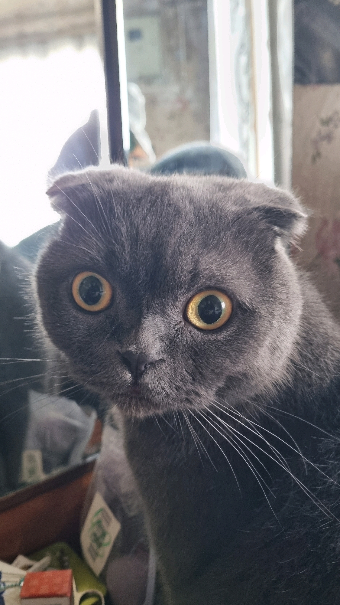 A close-up, frontal shot captures a grey Scottish Fold cat with large, round, golden eyes and folded ears. The cat's whiskers are prominently displayed. The background is softly blurred, showing hints of domestic clutter, including what appears to be a mirror or window reflecting light and vague shapes of furniture and decor. The overall impression is of a pet in an indoor setting, with no discernible connection to the city of Vysokoe, Russia, or any specific urban environment.