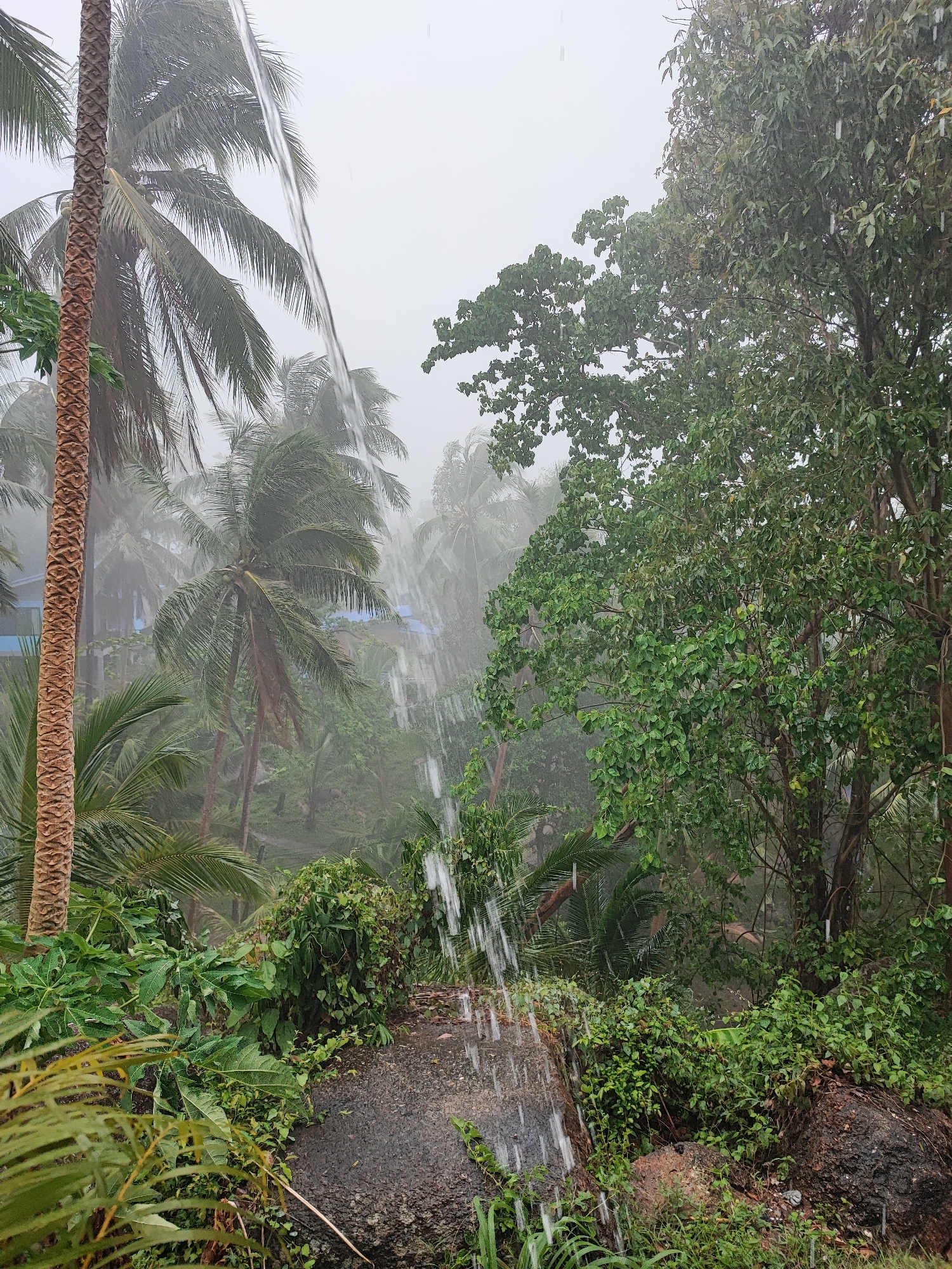 This image depicts a tropical downpour in Ko Pha-ngan District, Thailand. The scene is dominated by lush green vegetation, including numerous palm trees with their fronds swaying in the wind and rain. A large, textured palm tree trunk is visible in the foreground on the left. In the center and right of the image, a dense canopy of trees with vibrant green leaves creates a thick forest. The sky is overcast and grey, indicating heavy rain. Water streams down from above, visible as white streaks against the foliage, suggesting a very heavy rain or possibly a waterfall or overflow. There are large rocks in the foreground covered with moss and smaller plants. In the background, hints of buildings with blue accents can be seen through the rain and foliage, suggesting a developed area within the tropical landscape. The overall atmosphere is wet, humid, and wild, characteristic of a tropical monsoon season.