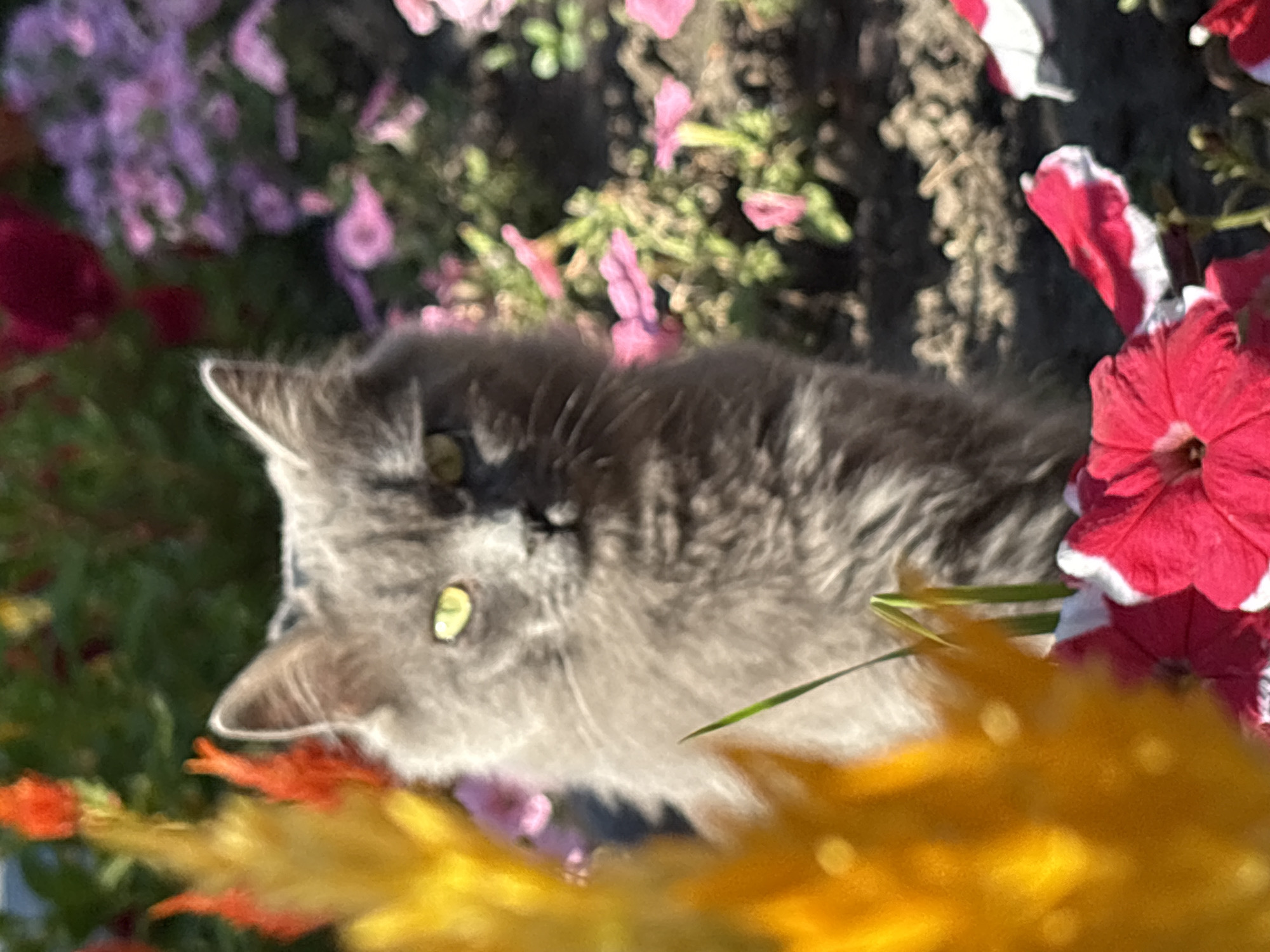 A fluffy gray cat with bright yellow-green eyes is sitting amongst colorful flowers, including red and white petunias and pink petunias, as well as some orange and yellow flowers. The cat is looking directly at the camera. The background consists of more flowers and greenery, suggesting an outdoor setting. This scene is located in the city of Bobrov, Russia.