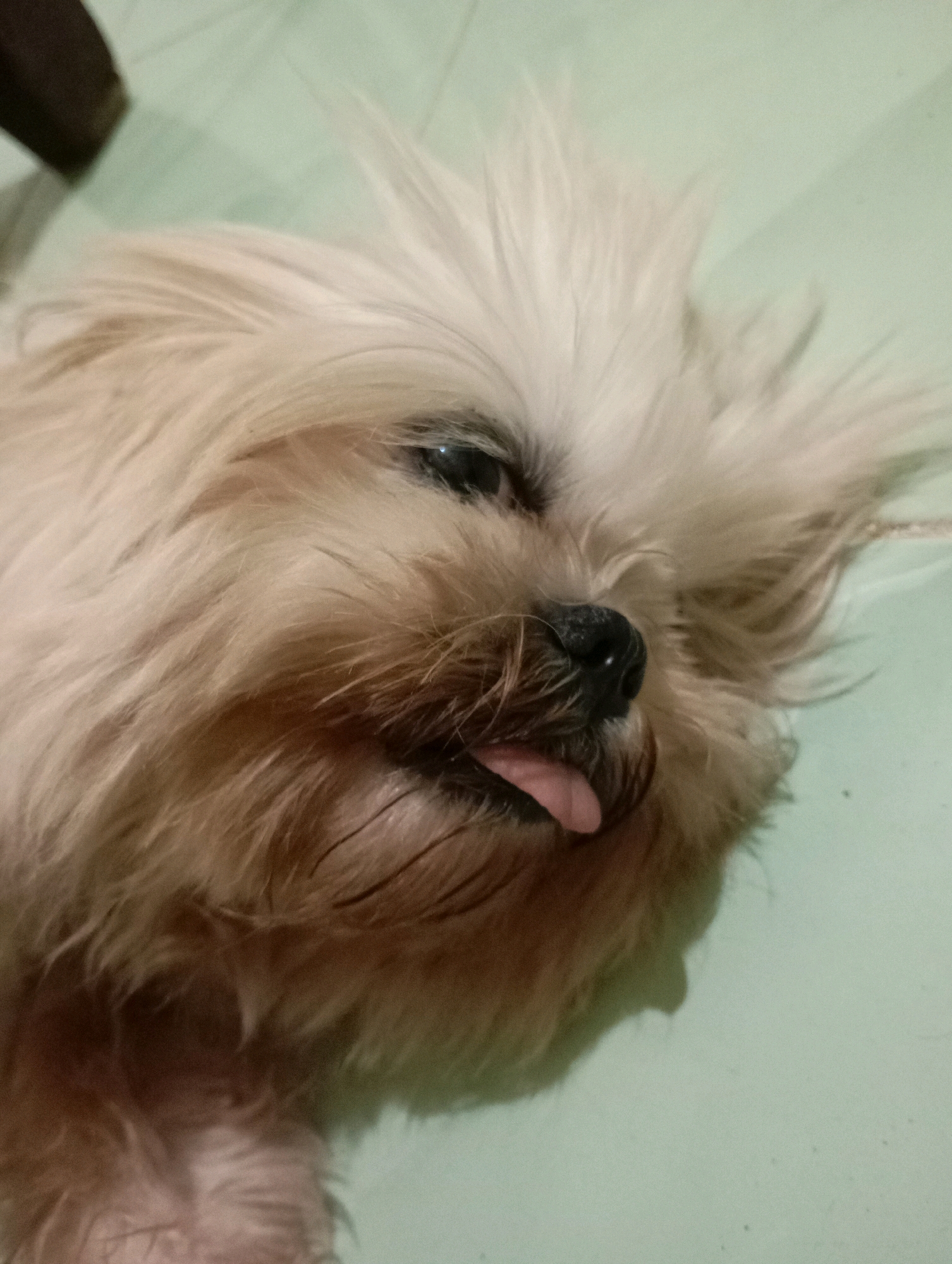 A close-up, slightly angled shot shows a small, tan-colored dog, likely a Shih Tzu or similar breed, lying down with its head tilted and tongue sticking out. The dog's fur is fluffy and appears somewhat disheveled. Its eyes are partially closed, and its dark nose is visible. The background is a plain, light green surface, possibly a floor or a low table, with some subtle shadows cast by the dog and an unseen object in the upper left corner. The lighting is dim and appears to be artificial. The scene is likely indoors, given the flooring and the shadow patterns. There are no people visible in the image, and the focus is entirely on the dog. The overall impression is one of relaxation or a playful moment captured. There is no indication of the location being specifically in Balikpapan, Indonesia, or any urban environment.