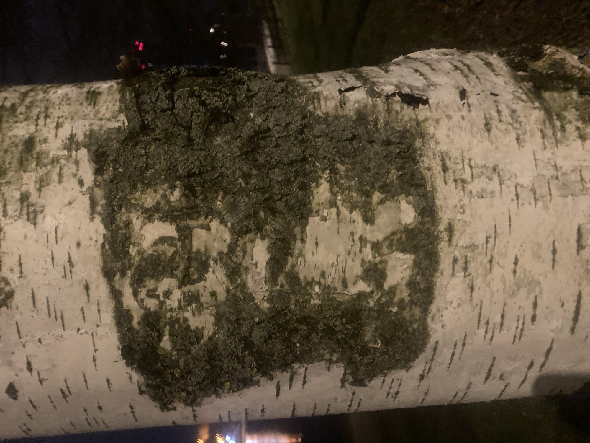A close-up shot reveals a section of birch tree bark, marked with a dark, rectangular patch of moss or lichen. The shape of the patch suggests it may have been created by human intervention, potentially to carve initials or a design into the bark underneath. The bark itself is characteristic of birch trees, with its white color and scattered dark markings. The photograph was taken at night, indicated by the dark background and artificial lighting visible in the blur below. The exact location is not deducible from the image, but the birch tree indicates a temperate or boreal climate. There are no people or other objects directly observable in the photograph.