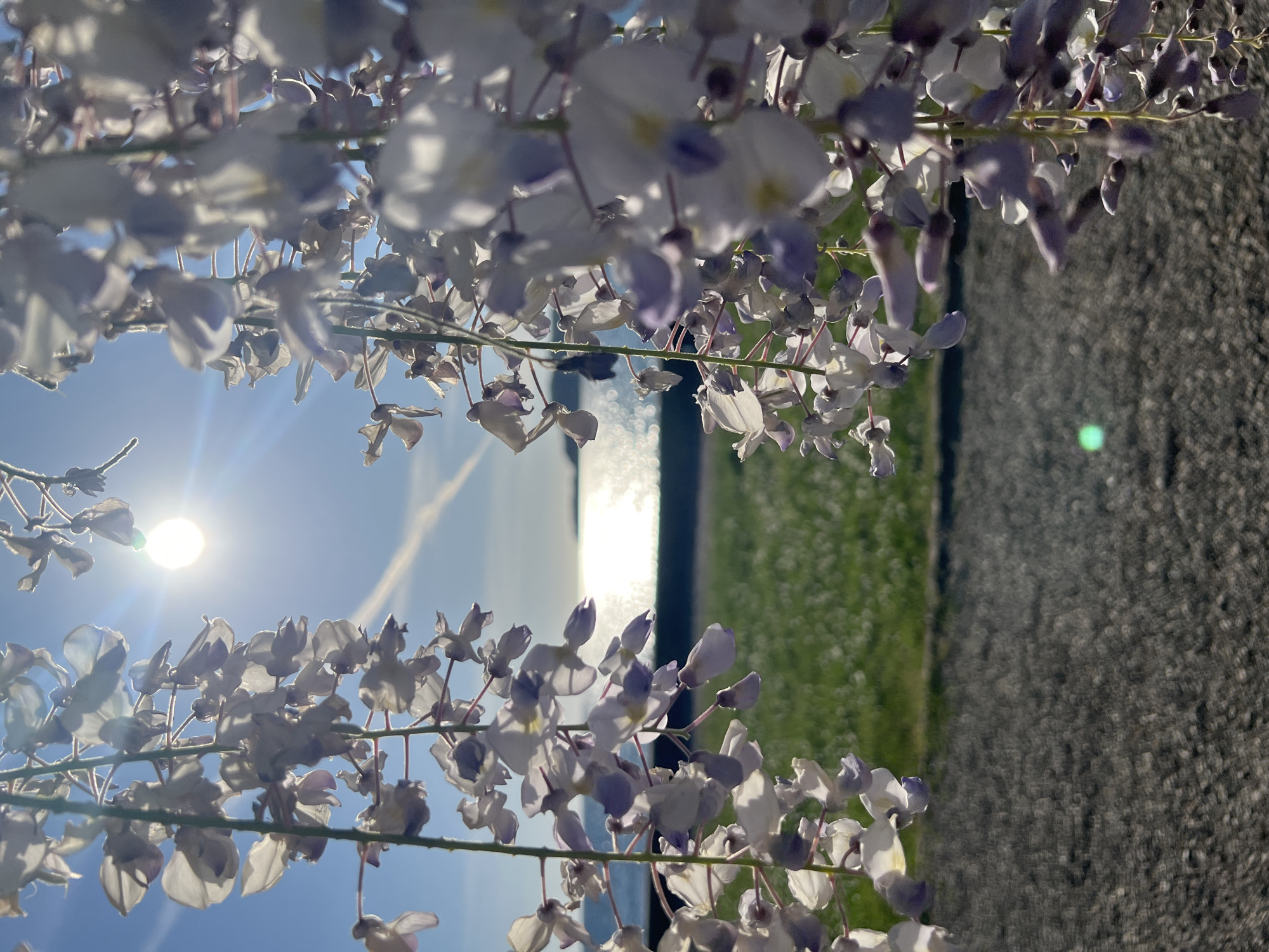 The image displays a vibrant outdoor scene dominated by hanging wisteria flowers in the foreground, set against a bright, sunlit sky and a distant landscape. The perspective is looking upwards through the translucent blossoms towards the light.
In the immediate foreground, numerous clusters of light purple and white wisteria flowers cascade downwards, many appearing backlit by the sun, creating a soft glow. Some petals show delicate veins and varying shades of purple and white. The flowers are slightly out of focus, enhancing the depth of field.
In the upper left of the frame, the bright sun shines, casting a strong lens flare and illuminating the clear blue sky. A faint contrail is visible in the sky, extending from the sun towards the center. Below the sky and partially obscured by the flowers, a horizontal strip of shimmering water, likely the Adriatic Sea near Sveti Stefan, reflects the sunlight brightly. Below the water, a patch of vibrant green grass is visible, suggesting a grassy bank or field. To the right of the grass, a dark, textured surface, possibly a paved road or path, extends across the lower portion of the image. A small, bright green dot, possibly a reflection or lens flare artifact, is present on this dark surface.
The image captures a serene moment on a clear, sunny day, likely in the late morning or early afternoon, given the sun's position and intensity. There are no people or visible text. The overall impression is one of natural beauty and tranquility in a scenic coastal location like Sveti Stefan, Montenegro.