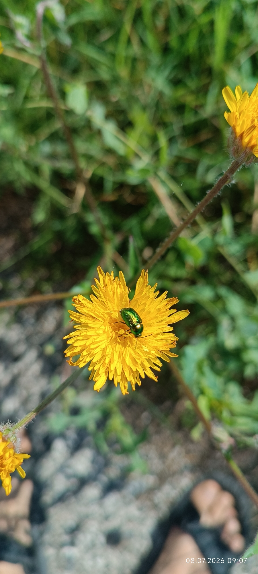 The image is a close-up, vertical shot of a yellow dandelion-like flower with a small, iridescent green beetle on its petals. The beetle is positioned slightly off-center on the flower. The background is a blur of green grass and some dark, rocky ground. In the lower right corner, a timestamp reads "08.07.2026 09:07". Parts of two feet, wearing dark sandals, are visible in the lower portion of the frame, suggesting someone is standing near the flower. The scene appears to be outdoors, possibly in a park or a natural area, given the presence of wildflowers and grass. There is no specific information within the image to determine the location within Reni, Ukraine.