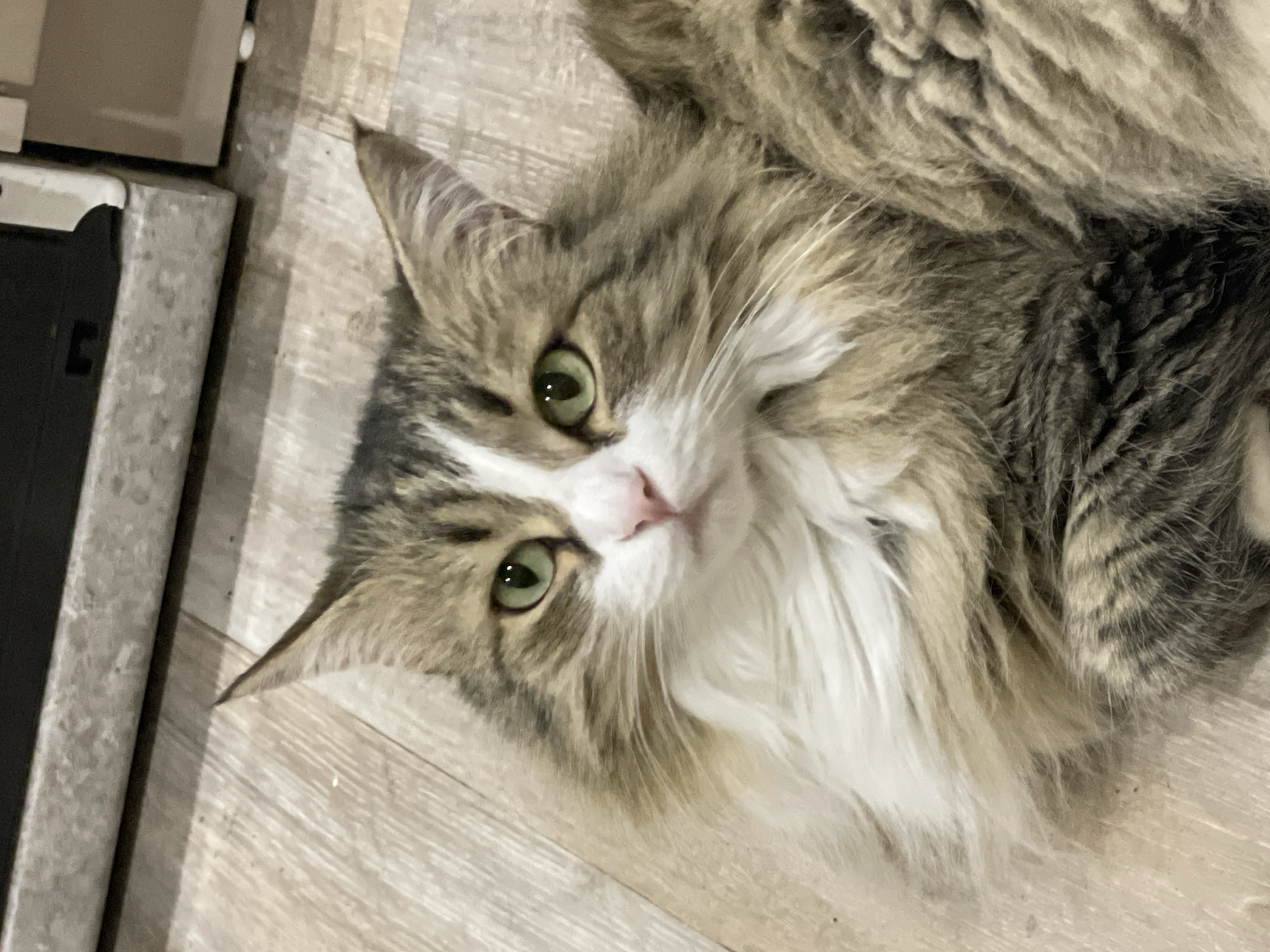 A medium shot of a cat lying on a light-colored wooden floor. The cat is a long-haired breed with a white and brown coat. It has green eyes and a pink nose. The cat is looking up at the camera. To the left of the cat is a gray cabinet. There is no indication of the image location.
