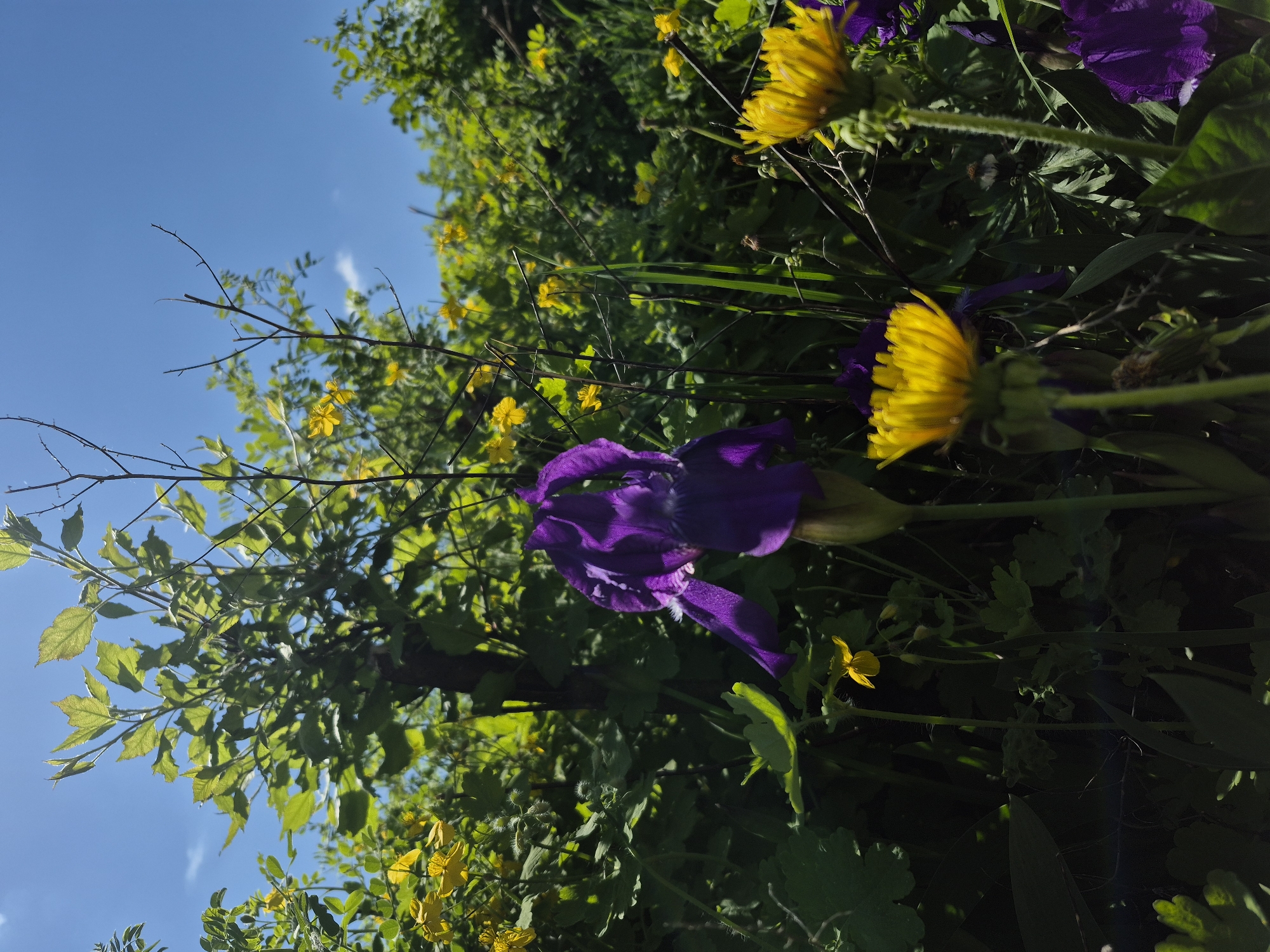The image shows a close-up view of various flowers and foliage, likely taken outdoors. A prominent purple iris is positioned centrally, complemented by yellow dandelions. Smaller yellow flowers are scattered among the green foliage and branches. The scene is set against a backdrop of a clear blue sky visible through the trees and branches.