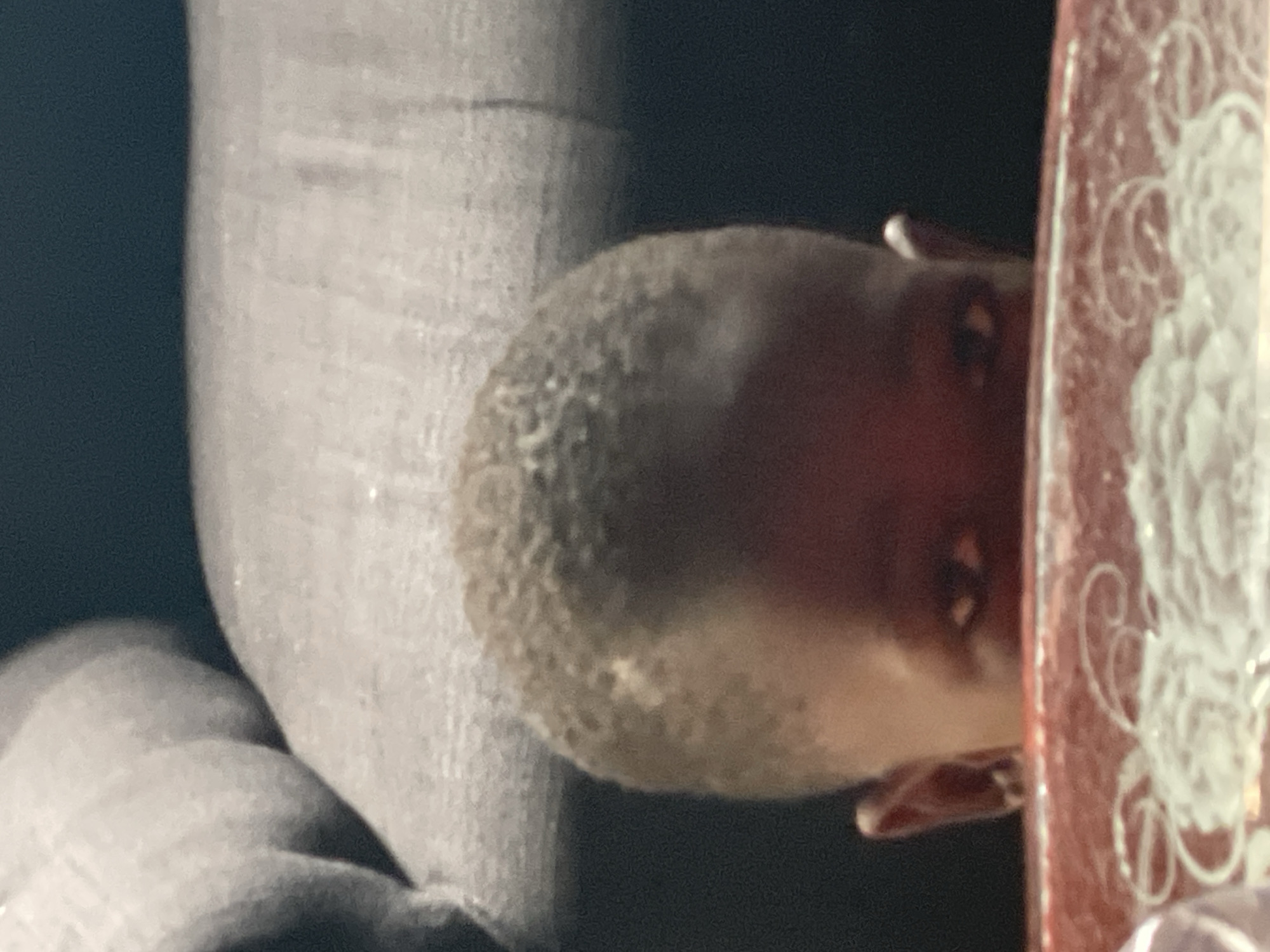 The image shows a snake partially obscured behind a blurred object with floral detailing. A grey cylindrical object is also present. No information suggests this image was taken in Badagry, Nigeria, so no location can be confirmed. No people, actions, or interactions are visible.