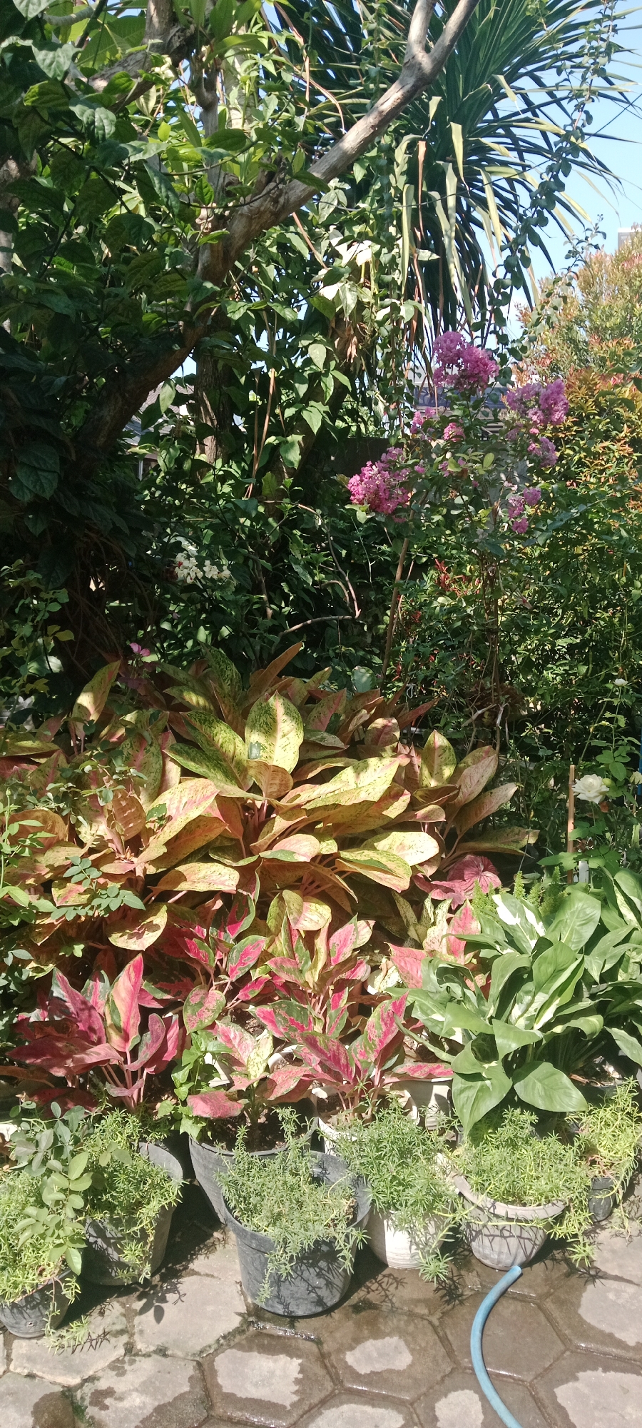 The image depicts an outdoor scene in Banyuraden, Indonesia, featuring a lush garden with a variety of plants. In the foreground, several potted plants are arranged on a patterned stone ground. These include pots filled with small, green, leafy plants with trailing growth, and larger plants with broad, variegated leaves in shades of pink, green, and yellow. Behind these, a dense arrangement of foliage is visible, with larger plants displaying large, lance-shaped leaves. Further back, a tree with a thick trunk and branches dominates the left side of the image, with lush green leaves. Pink flowers are scattered throughout the midground, and a single white rose is visible towards the right. A blue hose lies on the ground in the lower right portion of the frame. The background is filled with more greenery and hints of a structure or fence. The lighting suggests it is daytime, with sunlight casting shadows. There are no people or animals visible in the scene.