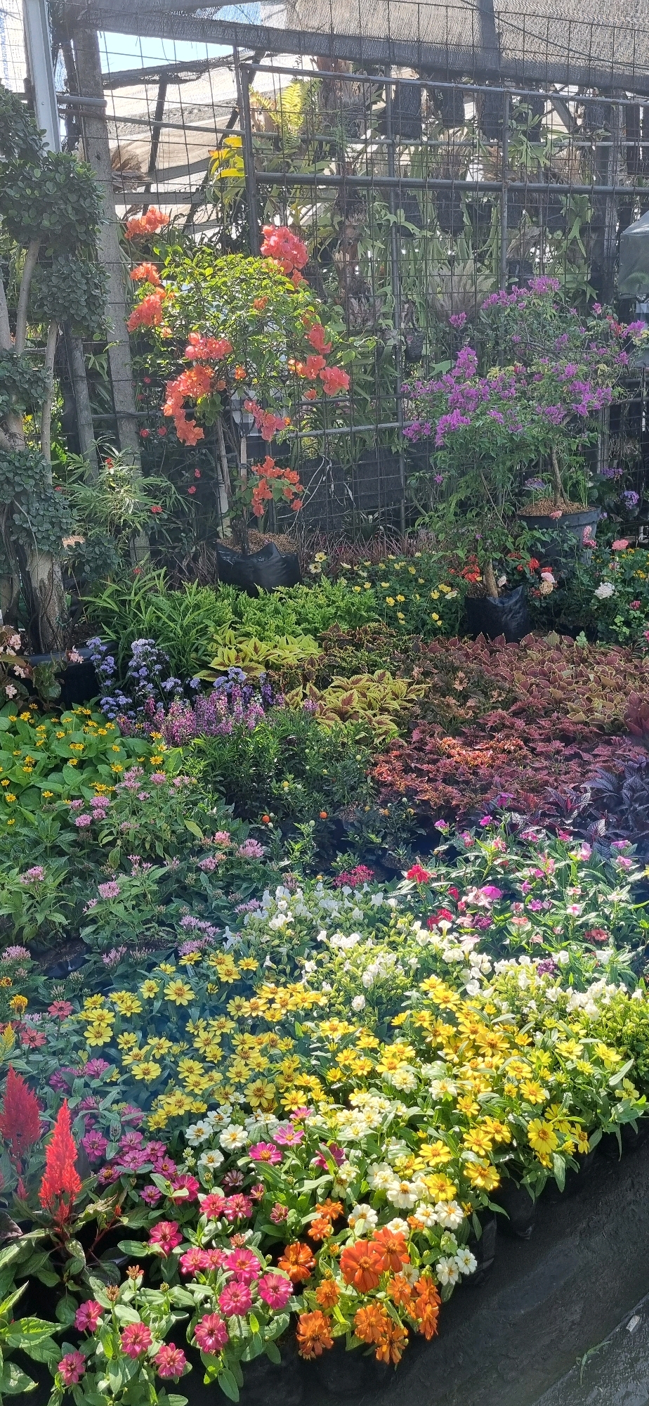 The image depicts a vibrant nursery filled with a diverse array of flowering plants. In the foreground, a dense arrangement of small, colorful flowers dominates, featuring shades of yellow, white, pink, and orange. A striking red, plume-like flower stands out on the left. Behind these, a layer of plants with reddish and purplish foliage adds texture and depth. Further back, taller plants with bright orange and purple blooms are visible, some in pots. The entire scene is framed by a metal mesh fence, with a shaded canopy overhead, suggesting an outdoor setting, possibly a plant market or nursery.
The scene is consistent with outdoor nurseries or plant markets commonly found in areas like Denpasar, Indonesia, where such lush and diverse flora is cultivated and sold. The presence of various potted plants and the dense arrangement suggest a commercial establishment catering to gardening enthusiasts or landscapers. The lighting indicates it is daytime, with sunlight filtering through the overhead netting, creating dappled light and shadows. There are no people visible in the image.