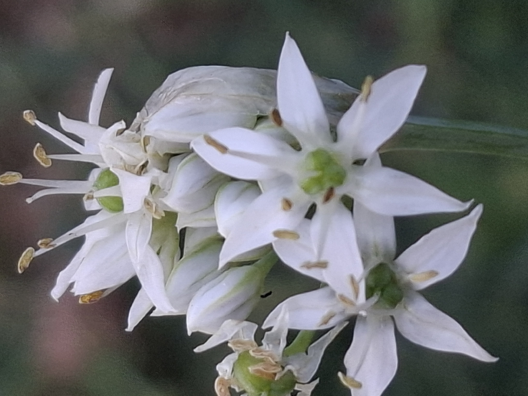 The image is a close-up, high-angle shot of white flowers with yellow stamens. Some of the flowers are fully bloomed, with delicate petals and visible stamens, while others are still in bud form. The background is a soft blur of dark green and hints of pink, suggesting a natural outdoor setting, possibly a garden or park. There are no people or any signs of urban infrastructure visible, and thus no specific location within Almaty, Kazakhstan can be determined from the image. The focus is entirely on the botanical subject.