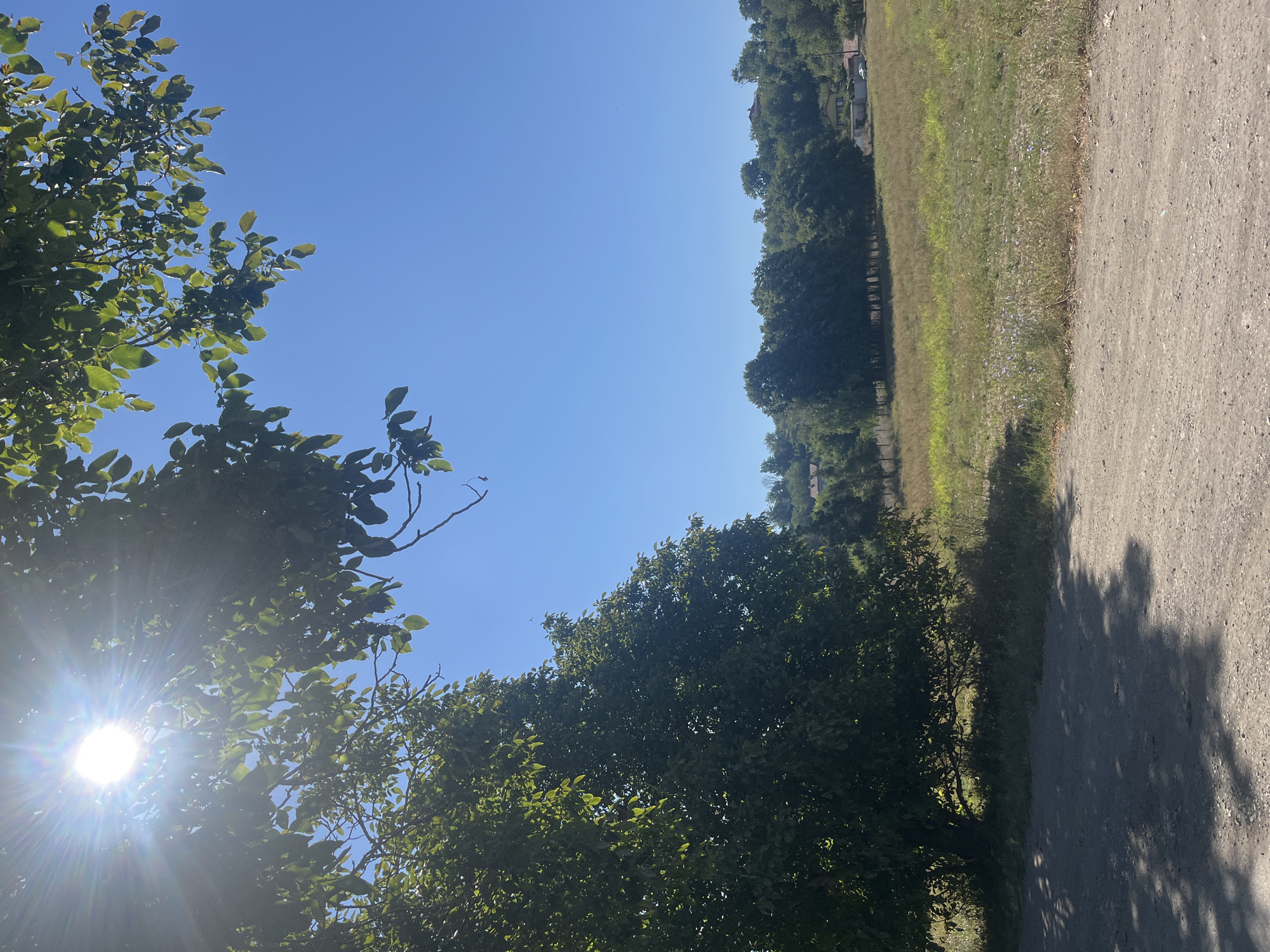 The image captures a sunlit outdoor scene, likely in the vicinity of Targovishte, Bulgaria, given the context provided. In the foreground, a dirt road with dappled shadows from overhead foliage is visible. To the left, a large, leafy tree dominates the frame, its branches extending upwards and partially obscuring the bright sun which shines intensely through its leaves, creating a lens flare effect. The sky is a clear, vibrant blue. In the mid-ground, a field of dry grass and scattered wildflowers stretches towards a line of trees that forms a backdrop. Beyond the trees, on a gentle slope, several houses with red-tiled roofs and a white building can be seen, suggesting a rural or suburban setting within or near Targovishte. The overall impression is one of a warm, sunny day in a natural, tranquil environment. No people are present in the image.