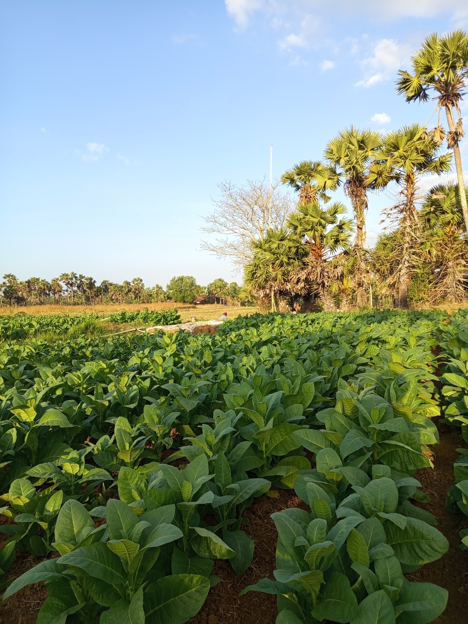 A vertical, eye-level shot captures a lush tobacco field under a bright, clear blue sky with a few scattered white clouds. The foreground is dominated by rows of vibrant green tobacco plants, their large leaves filling the frame and creating a dense, textured carpet. The plants are healthy and well-established, with sunlight casting shadows that highlight the contours of their leaves.
In the middle ground, the field continues, and a long, white irrigation pipe stretches across the scene, suggesting agricultural activity. Beyond the pipe, the terrain rises slightly, leading to a line of palm trees that form a natural border. Some of these palm trees are tall and mature, while others are shorter and more clustered. A few bare branches of a different type of tree are also visible among the palms. In the distance, a line of more palm trees stretches across the horizon, interspersed with greenery and a hint of a small building. The overall environment suggests a rural agricultural setting in Tamedung, Indonesia, characterized by open fields and tropical vegetation.