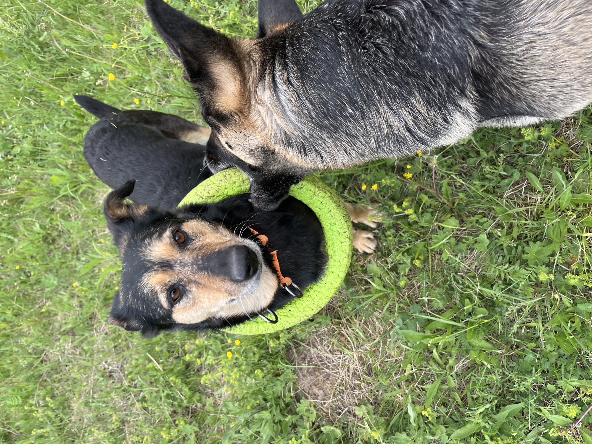 Two dogs are on a grass lawn. A black and tan dog with a green ring toy around its head looks directly into the camera. A larger dog with black and silver fur stands over the other dog, its snout touching the green ring. The ground is covered with green grass and yellow flowers.