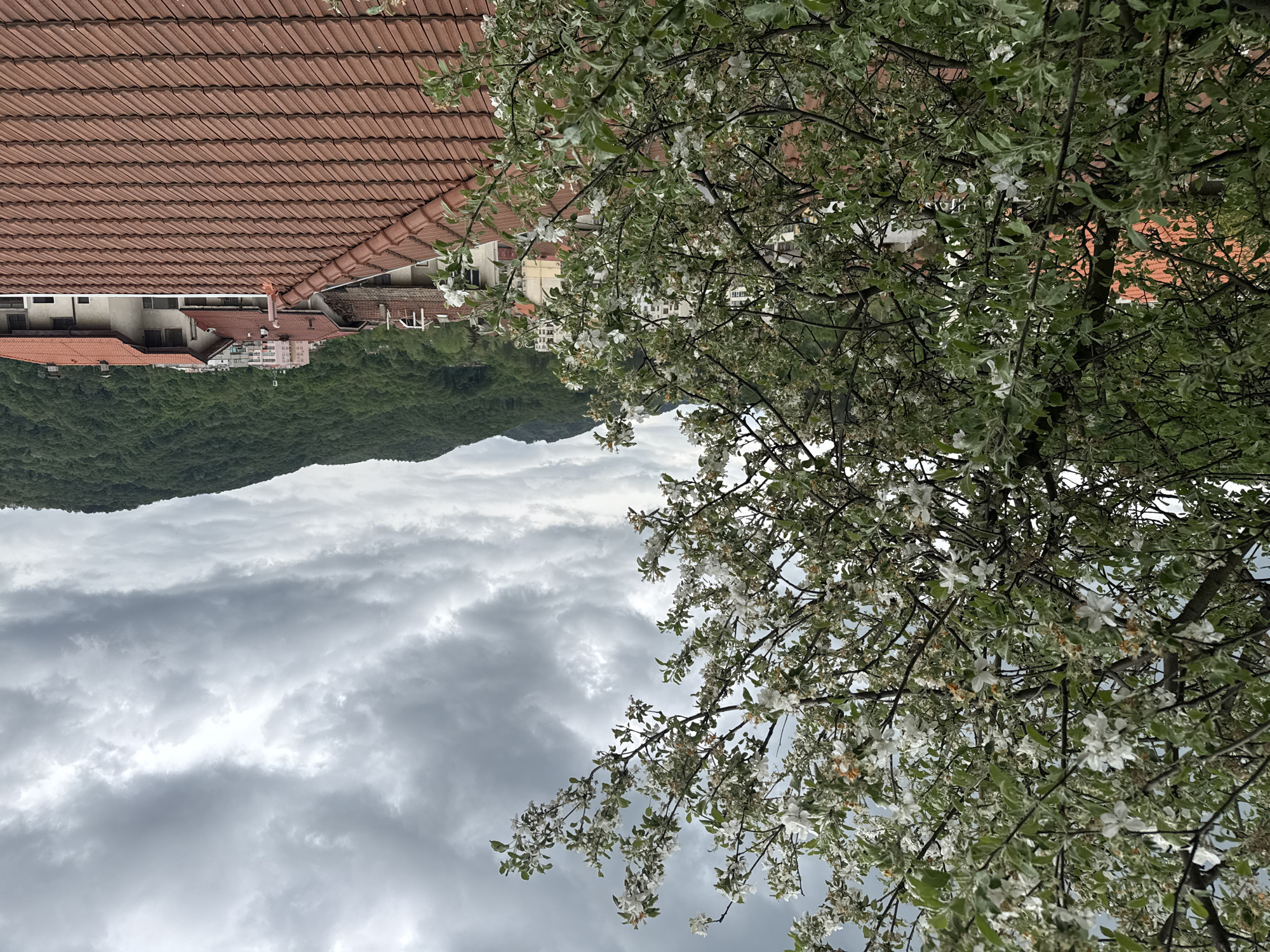 The image depicts a view from a high vantage point in Troyan, Bulgaria. In the foreground, a blooming tree with white flowers partially obscures the scene. Behind the tree, terracotta-tiled rooftops of buildings are visible, transitioning into a backdrop of forested hills. The sky is overcast with heavy, grey clouds. No people are visible.