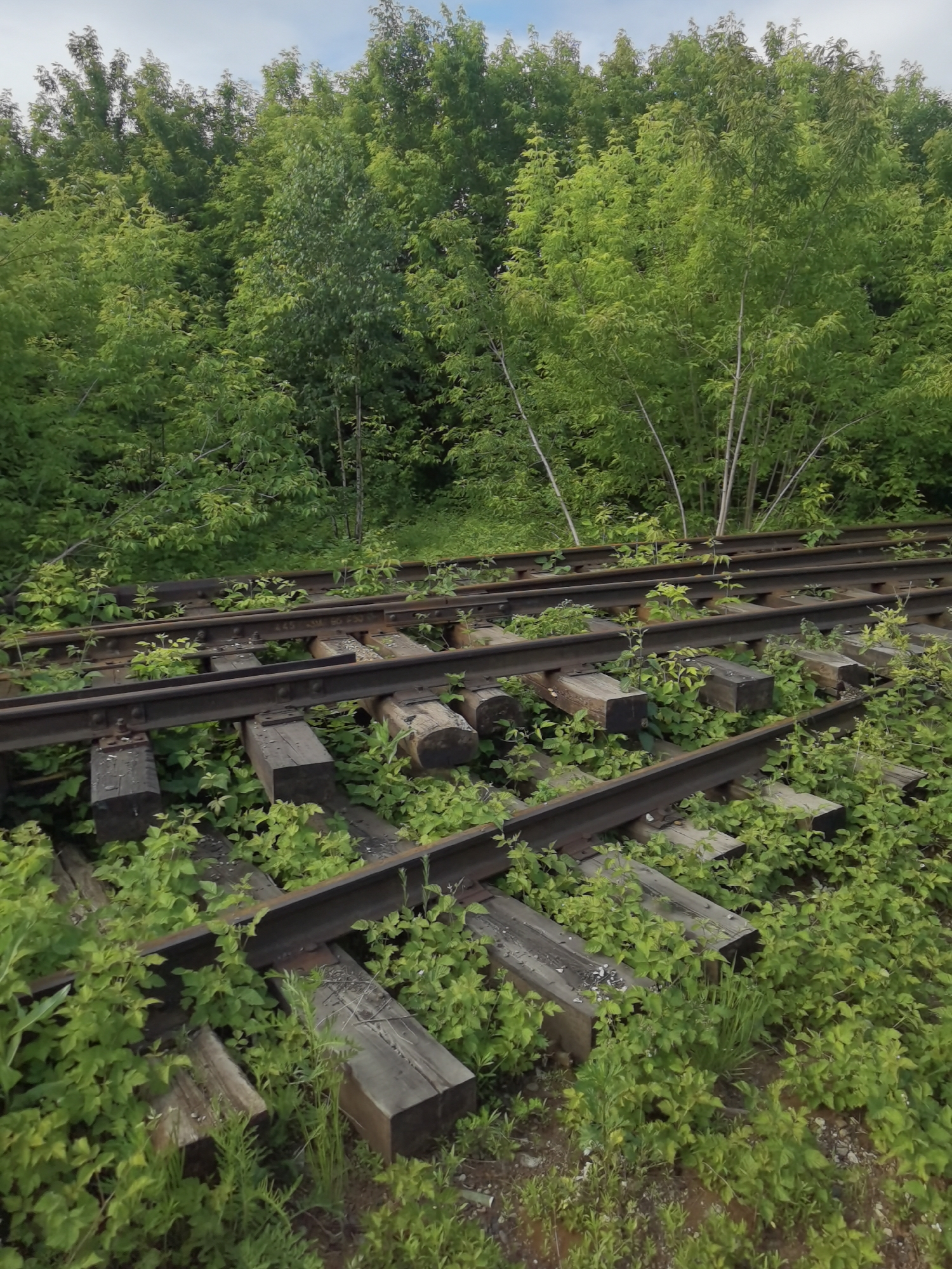 The image depicts a section of abandoned railway tracks overgrown with lush green vegetation. The tracks are made of steel rails laid on wooden sleepers, some of which are weathered and partially submerged in the foliage. The scene is set against a backdrop of dense trees and a cloudy sky. The location is identified as Chaikovsky, Russia. No people or actions are visible in the image.