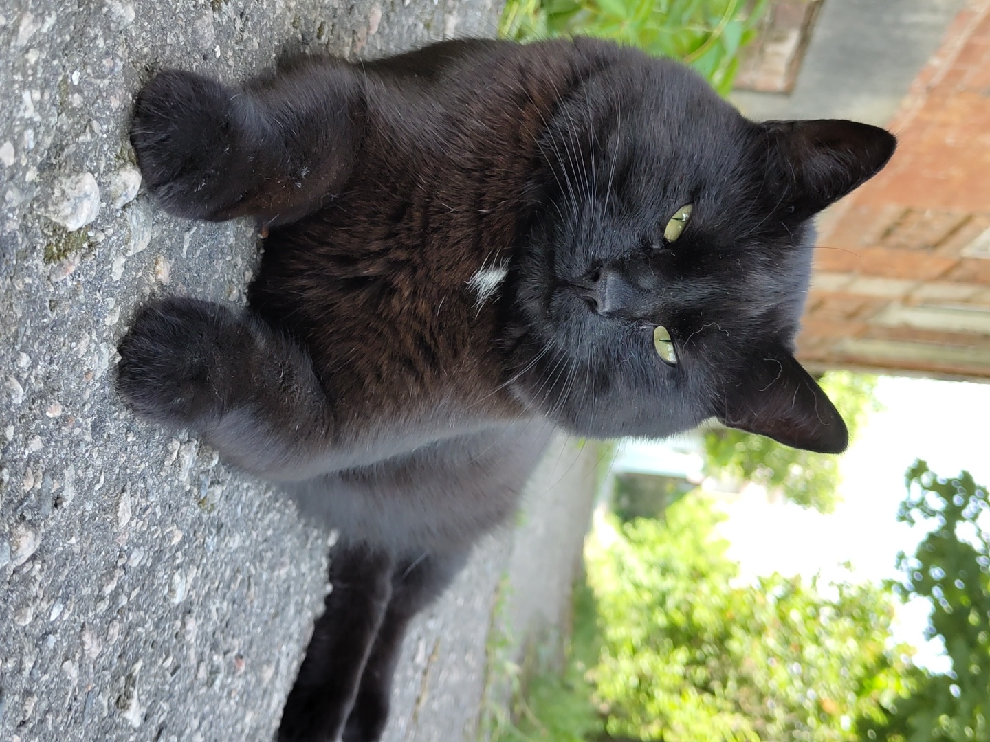An outdoor, eye-level shot features a black cat lying or sitting on a coarse, grey paved surface, likely concrete or asphalt. The cat is looking directly at the camera with bright green eyes. Its fur is short and black, with a small, distinct white patch visible on its chest. The cat's front paws are visible in the foreground, resting on the paved ground.
In the blurred background, lush green foliage and trees indicate a natural outdoor setting. To the upper right, a muted reddish-brown brick structure or wall is partially visible. The lighting suggests it is daytime, with ample natural light illuminating the scene. The cat's expression appears calm and observant. No text is visible in the image.