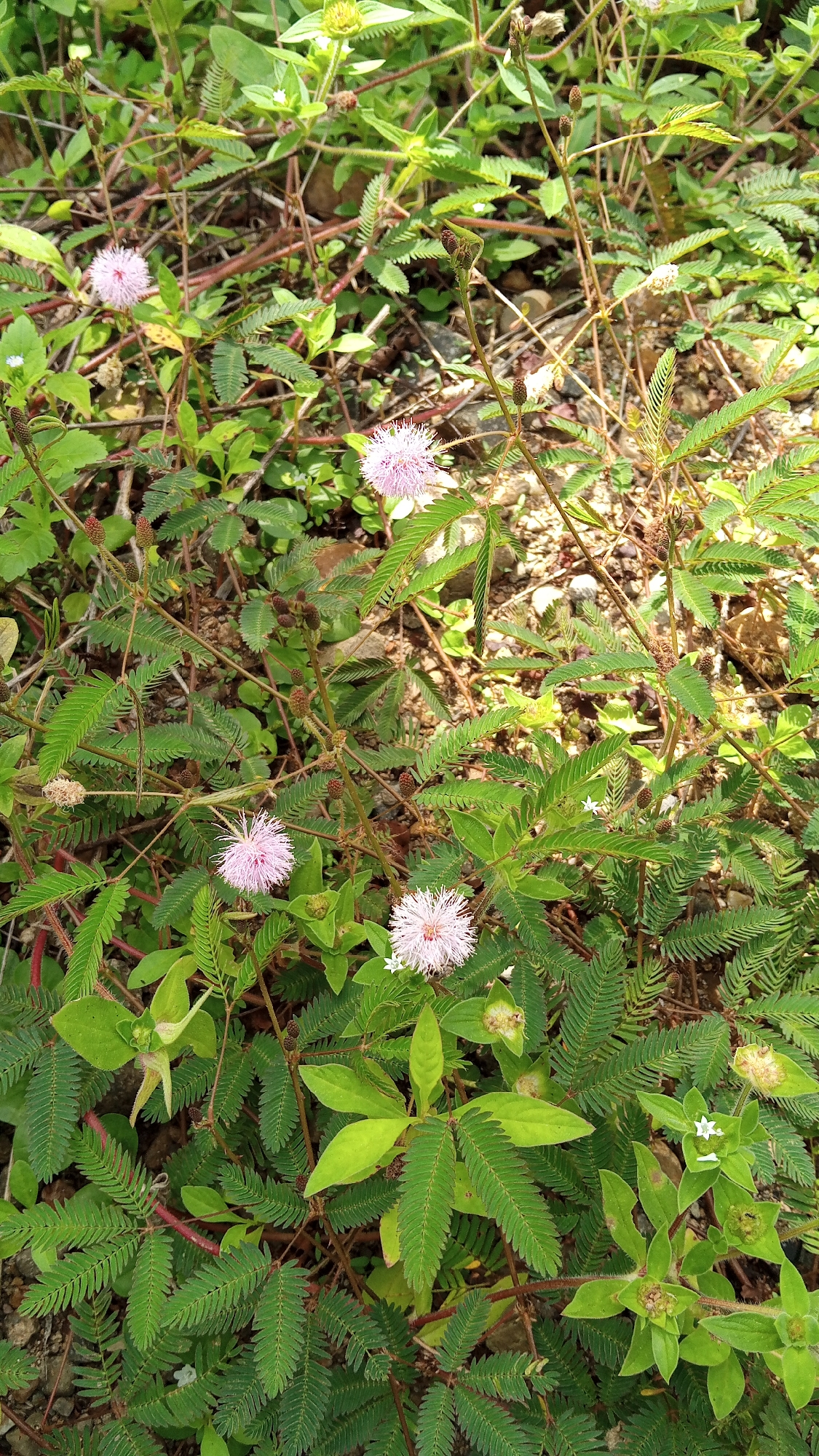 This is a close-up, ground-level outdoor photograph of a patch of Mimosa pudica, commonly known as sensitive plant or shameplant. The plants are characterized by their pinnately compound leaves, which are feathery and have numerous small leaflets that fold inward when touched. Several small, fluffy pink flower heads are visible, appearing like delicate pom-poms. The plants are growing in a somewhat dense cluster, with a mix of green leaves, reddish stems, and some buds or seed pods. The background consists of dry soil, pebbles, and other various green foliage, suggesting a natural or semi-wild environment. The lighting indicates it is daytime, with sunlight filtering through the leaves, creating dappled shadows. The specific location is the Kebonbaru area in Indonesia. No people are present in the image.