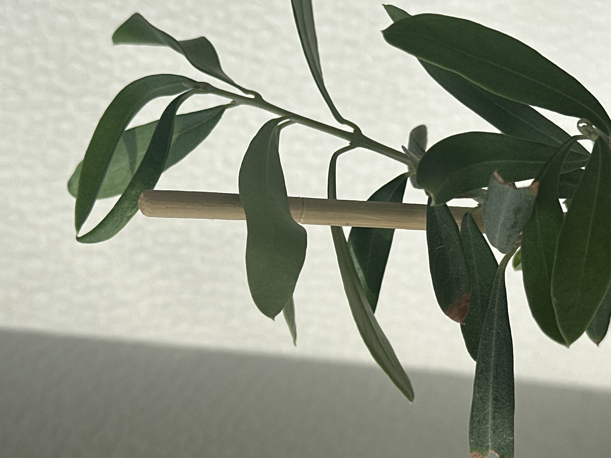 This is a close-up, eye-level, indoor shot of a green plant, likely an olive sapling, with long, slender leaves. The plant is supported by a light brown wooden stake positioned vertically. Sunlight casts a distinct shadow on the textured white wall in the background, creating a diagonal line that divides the scene. The lighting is natural, coming from the left side of the frame, highlighting the plant's foliage and the texture of the wall. There are no people visible in the image. The scene appears to be a simple, everyday domestic setting. No specific location within Nevinnomyssk, Russia can be determined from the visual information provided.