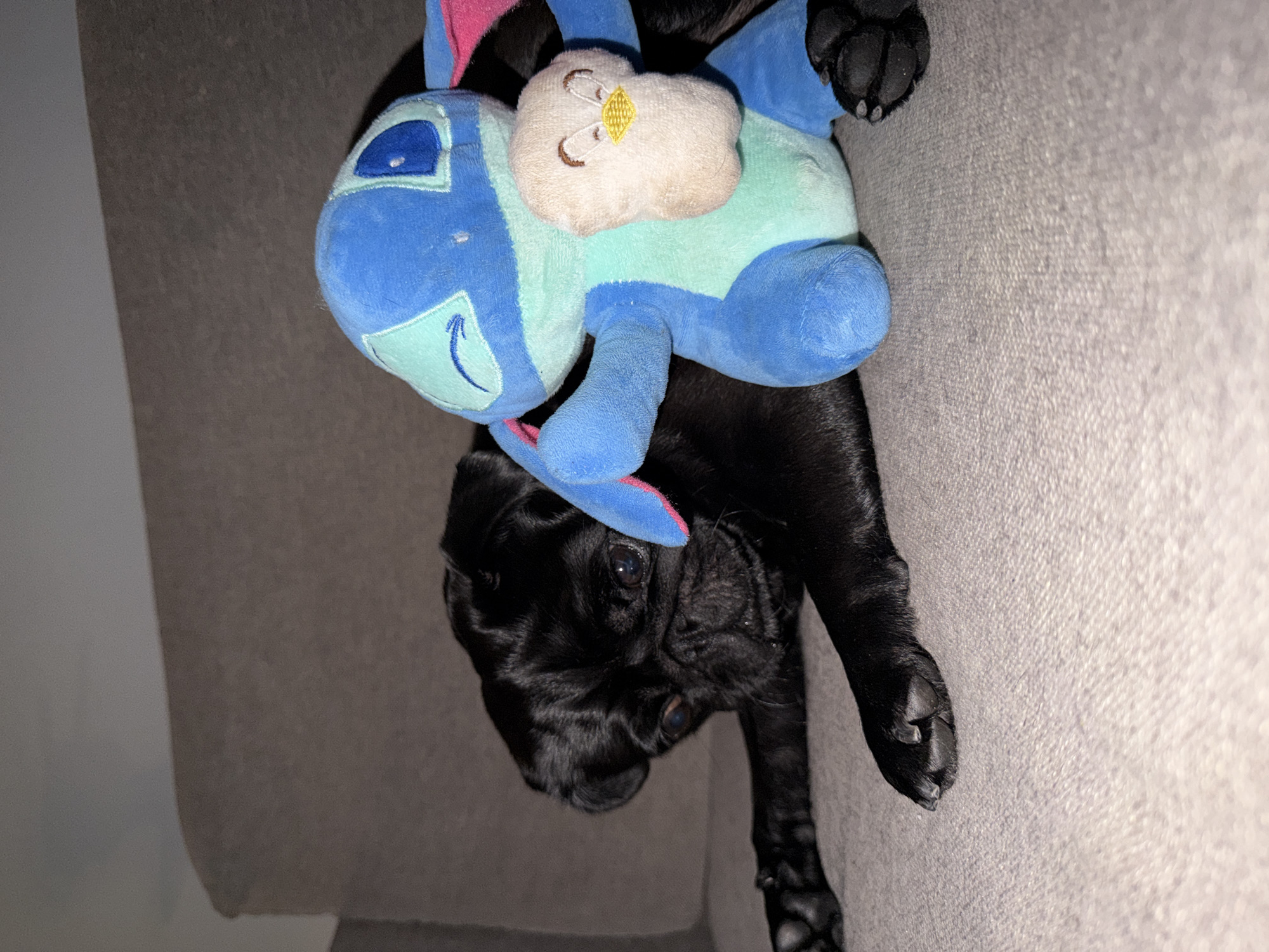 A black pug is lying on a grey couch next to a blue stuffed toy that resembles Stitch from Lilo & Stitch. The pug is looking to the left of the frame with its head slightly tilted. The Stitch toy is holding a small, tan plush toy with a yellow beak and brown eyes. The pug's front paws are extended in front of it. The background consists of a slightly out-of-focus grey wall or partition. The scene is dimly lit, suggesting it may be indoors at night. There is no indication of the city of Sirius, Russia, or any other specific location.