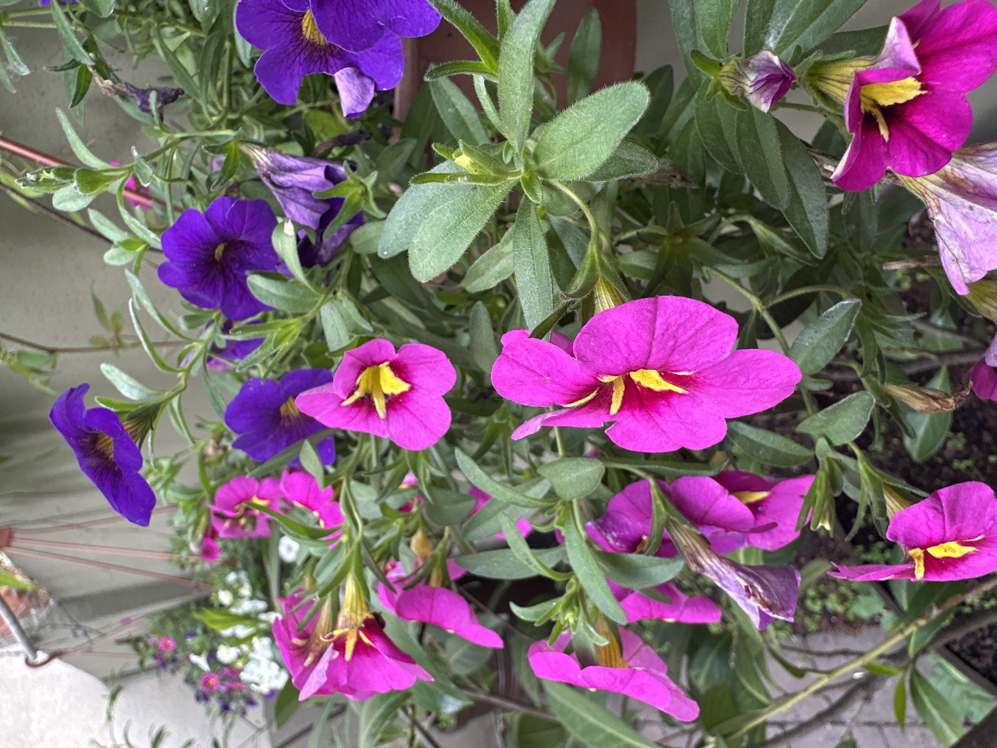 In a garden setting, possibly on a balcony or patio in Łódź, Poland, a close-up shot captures a profusion of blooming petunias. The flowers are a vibrant mix of deep purple and bright magenta, with some featuring a striking yellow center. Lush green foliage surrounds the blossoms, creating a dense tapestry of color. A few faded or wilting flowers are also visible, adding a touch of natural decay to the scene. The background is softly blurred, suggesting the focus is entirely on the floral display. The overall impression is one of abundant, lively growth in an urban outdoor space.