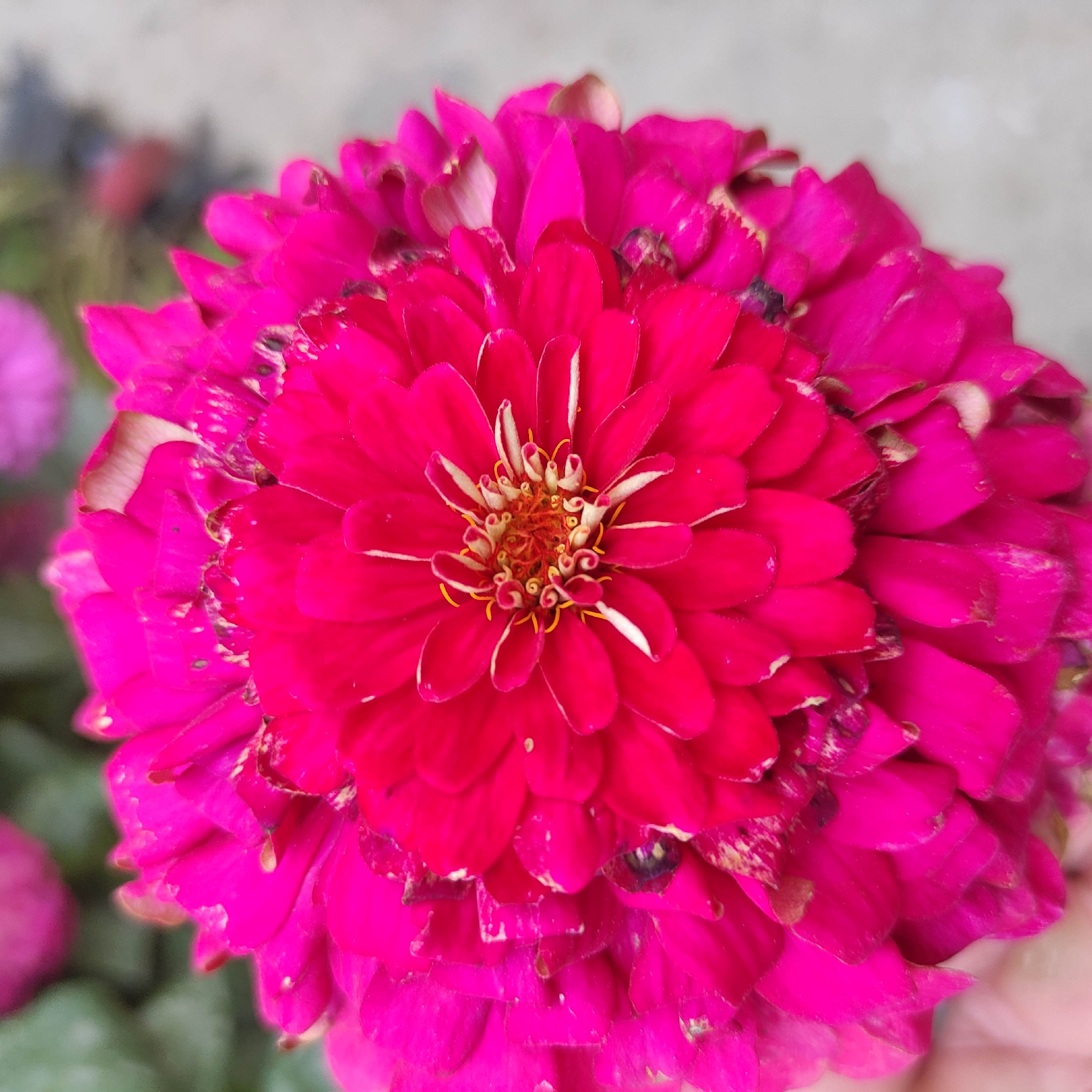 The image displays a close-up, overhead view of a vibrant pink zinnia flower. The flower has many layered petals, with the center featuring a complex arrangement of smaller petals and stamens in shades of yellow and orange. Some of the outer petals show slight browning or damage along their edges. The background is softly blurred, with hints of green foliage and a pale gray surface, possibly concrete or pavement. A human hand is partially visible at the bottom left, holding the flower. The scene is set in an outdoor environment. The location is specified as Razzakov, Kyrgyzstan.