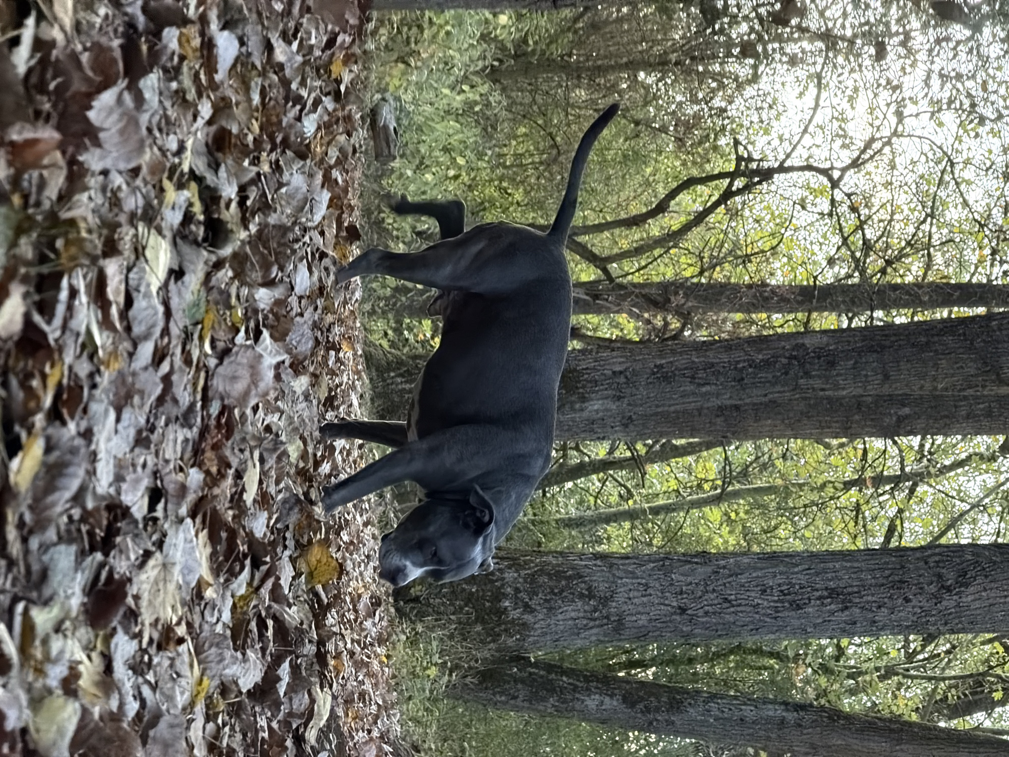 A dark-colored dog with white markings on its face walks through a forest floor covered in fallen autumn leaves. The dog is positioned in the center-right of the frame, facing towards the right. Several large trees with rough bark dominate the background, with dappled sunlight filtering through the branches and foliage, indicating an outdoor, wooded environment. The ground is a thick carpet of various shades of brown and yellow leaves, with some green vegetation visible in the background. The scene appears to be located in the city of Schifflange, Luxembourg.