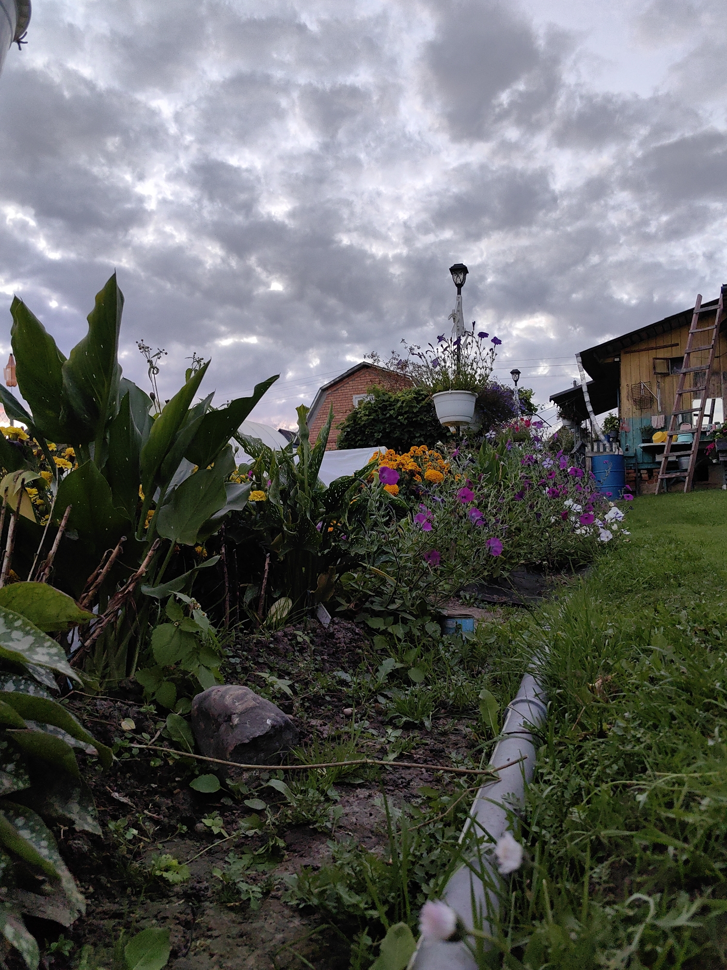 The image depicts a garden scene under a cloudy sky. In the foreground, a narrow gray pipe runs through green grass and some scattered dirt. To the left, large, dark green leaves dominate the frame, with a prominent grey rock on the soil. A flowerbed stretches across the midground, featuring an abundance of purple and yellow flowers, some taller green plants, and a white hanging planter with purple flowers above. Further back, a two-story brick building is visible, and to its right, a yellow wooden structure with a sloped roof, a ladder leaning against it, and a blue barrel. The overall environment suggests a rural or suburban setting, possibly in the Дзямідавіцкі сельскі Савет region of Belarus, given the context provided. No people are present in the scene.